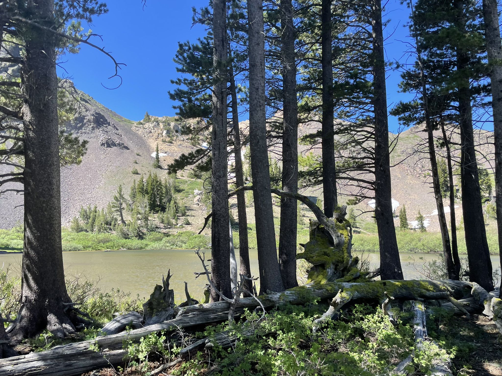 A serene lake is visible through tall pine trees, backed by mountains. - Upper Kinney Lake Via PCT