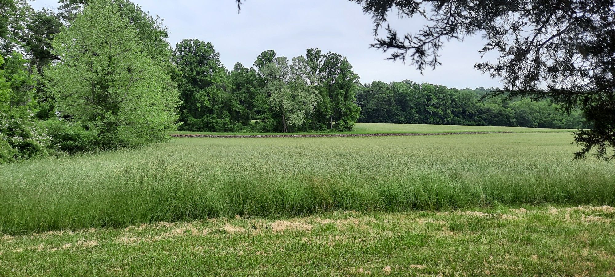 A wide green field with tall grass under an overcast sky, surrounded by trees. - Hopewell Lake loop