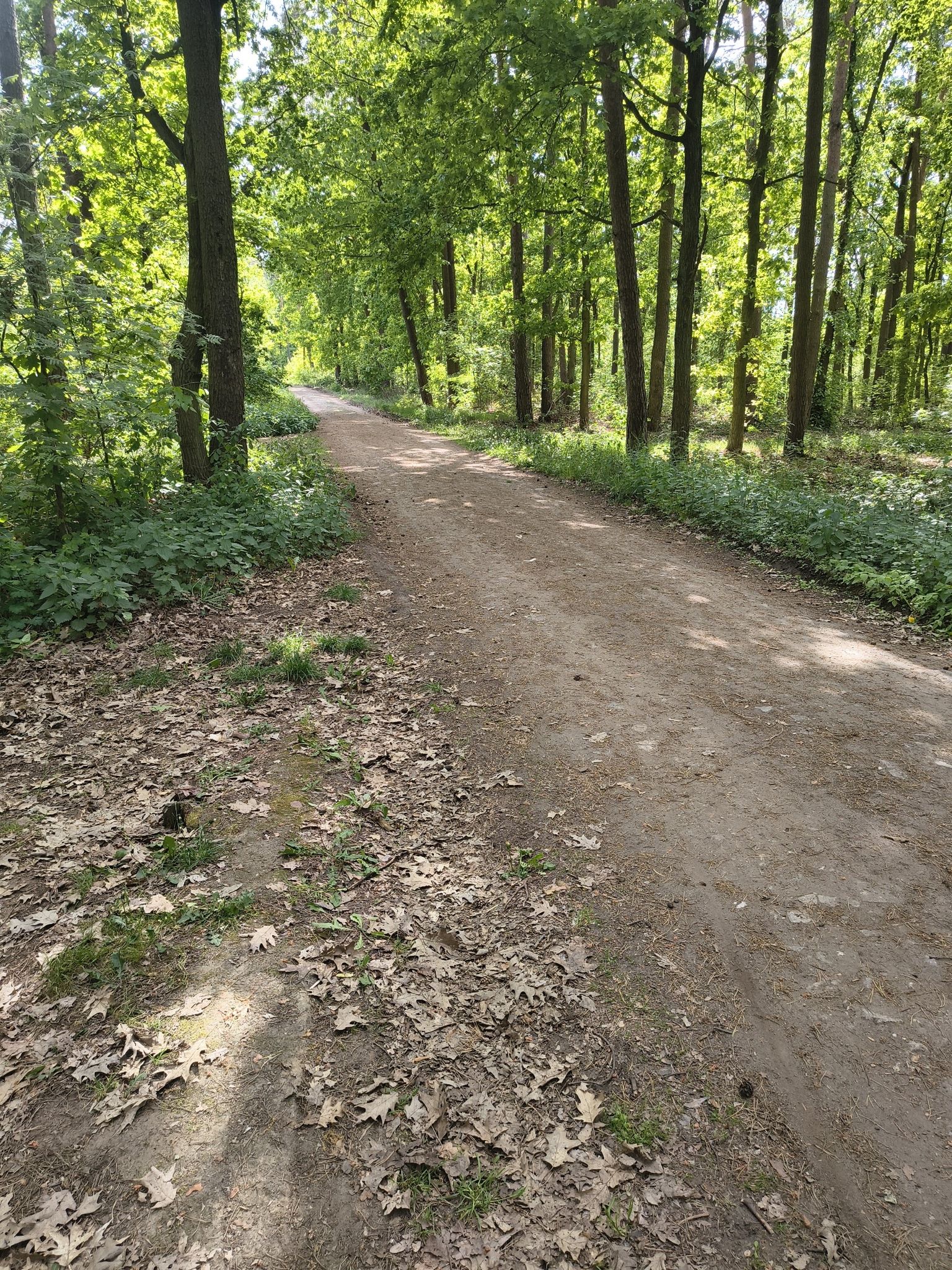 Piękna trasa leśna.
