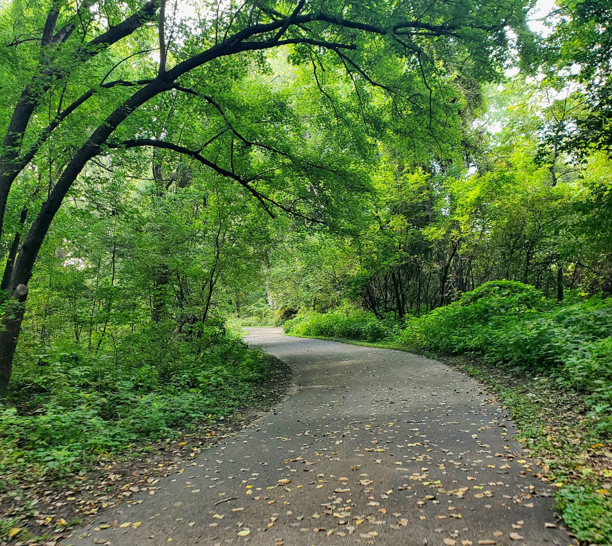 Shaded paved path winding through a dense, vibrant green forest. - Harriet Island Regional Park – Pickerel Lake loop from Lilydale