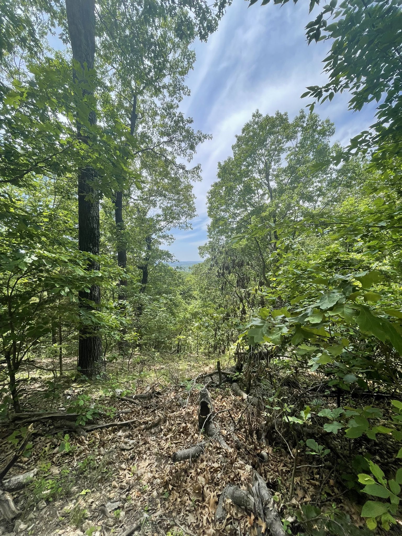 Bright forest clearing with tall trees and distant view under a blue sky. - Chubb and Castlewood Loop