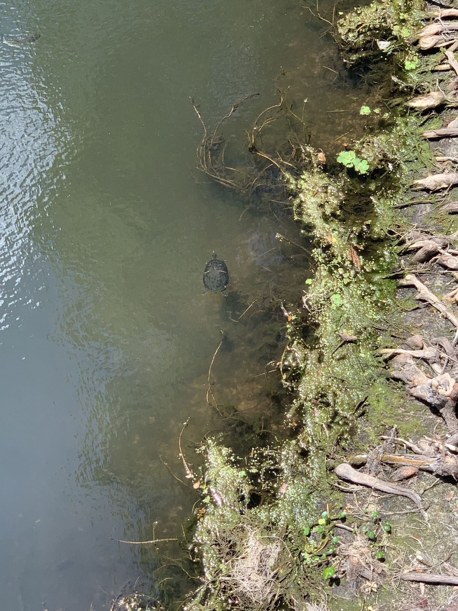 A turtle swimming in clear, shallow water near mossy roots. - Flatwoods Conservation Park mile loop