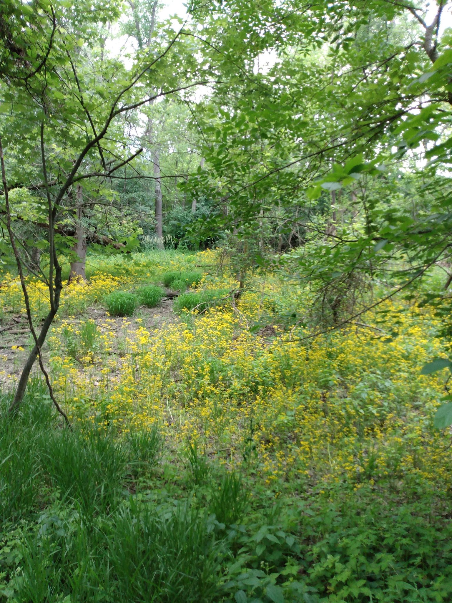 Lush green forest floor covered in yellow wildflowers under dappled light. - Bike loop from Oak Forest