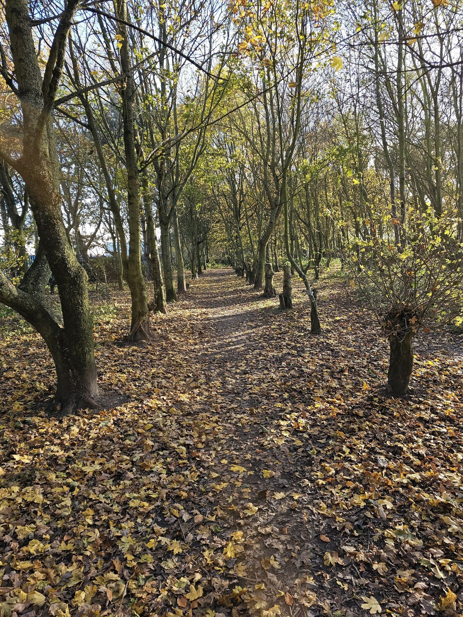 Park by ProServ, enter woods
