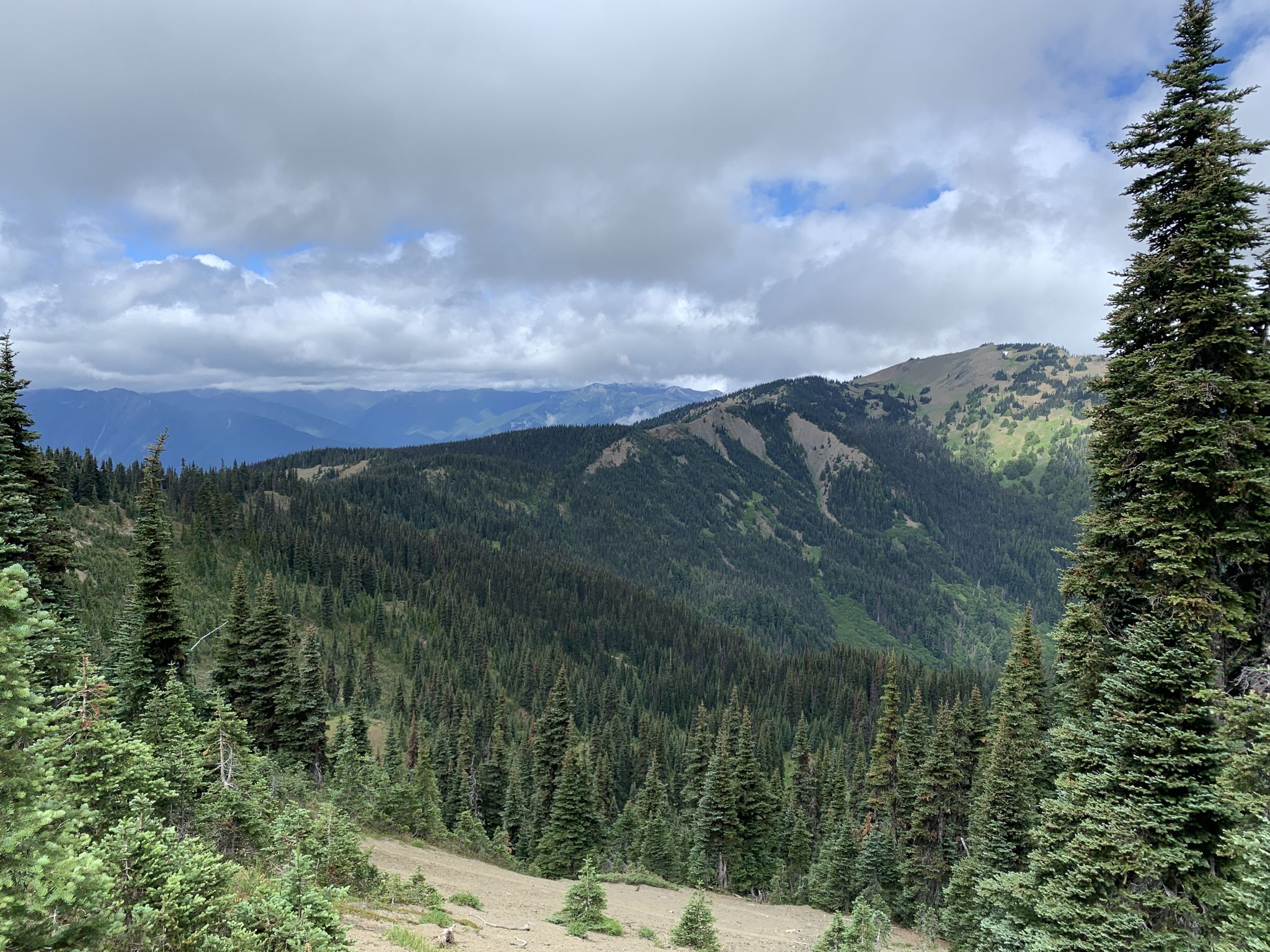 Dense evergreen forests cover rolling mountains under a cloudy sky. - Mount Angeles Trail