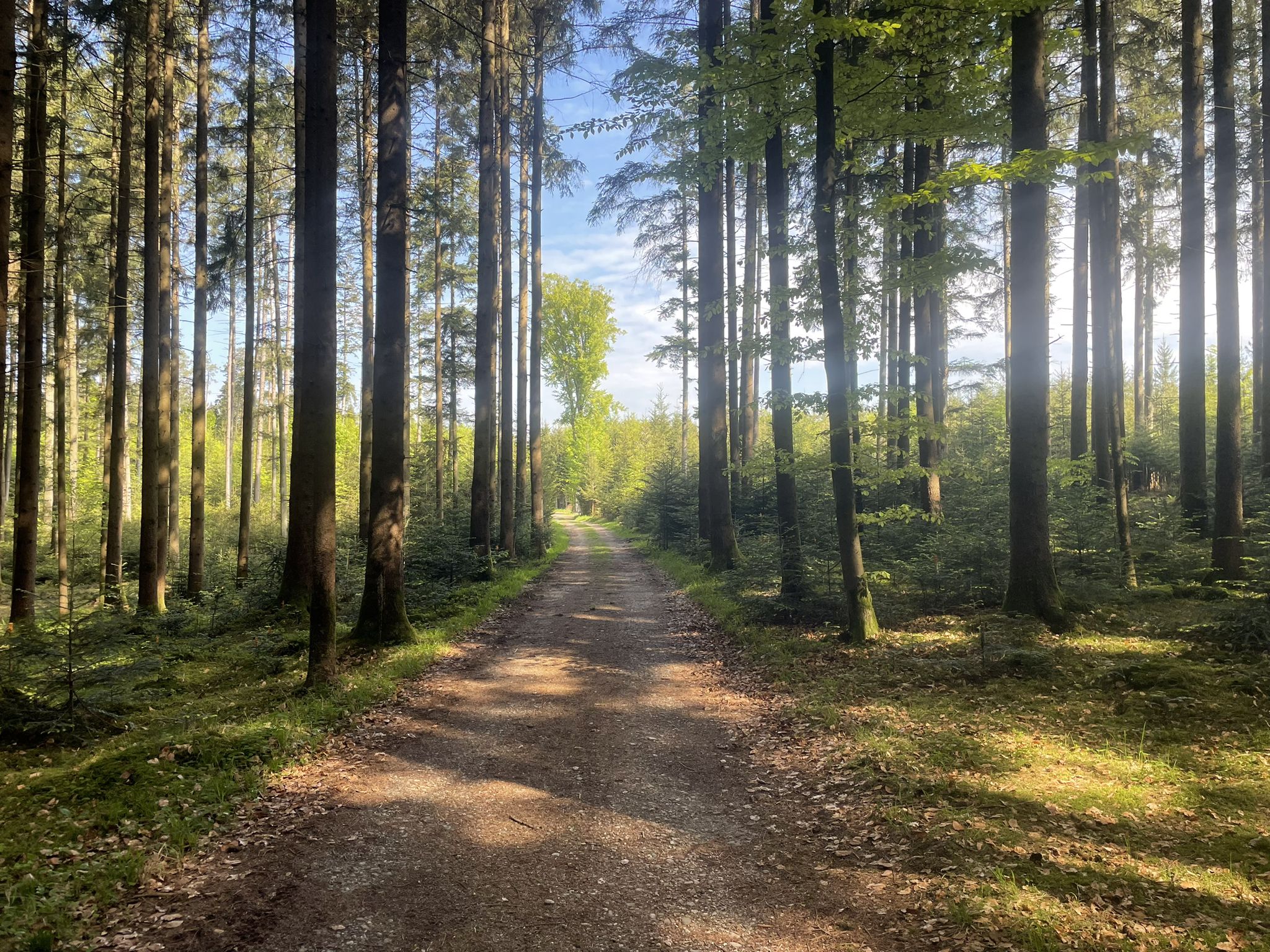 Feldweg durchs Osterholz