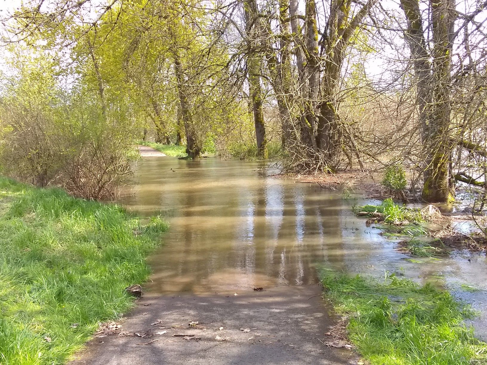 Flooded paved path through a forest with bare trees and green grass. - Alton Baker Park – Frohnmayer Bridge loop from Vickery County Park