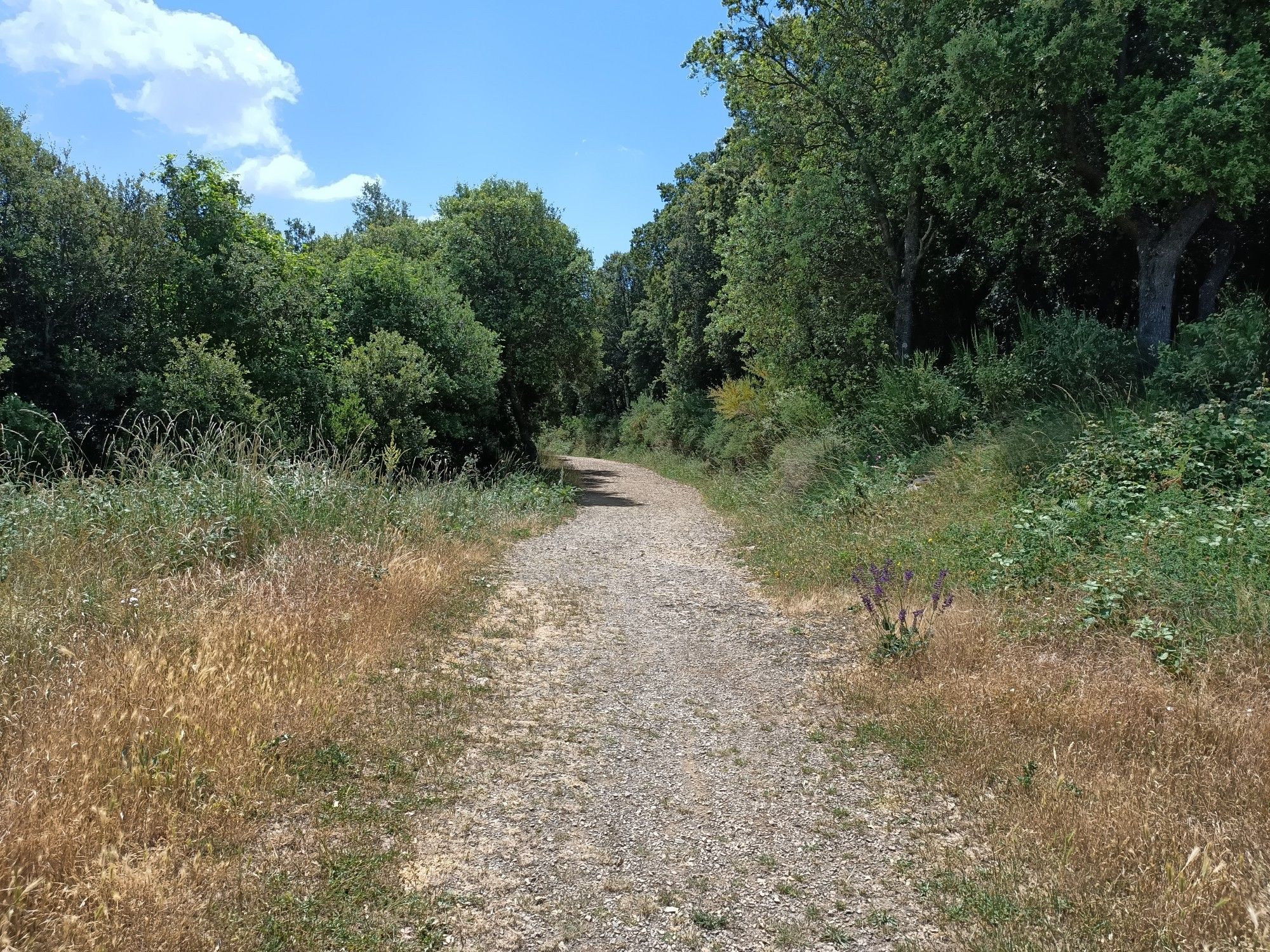 SUBIDA ST ELIAS