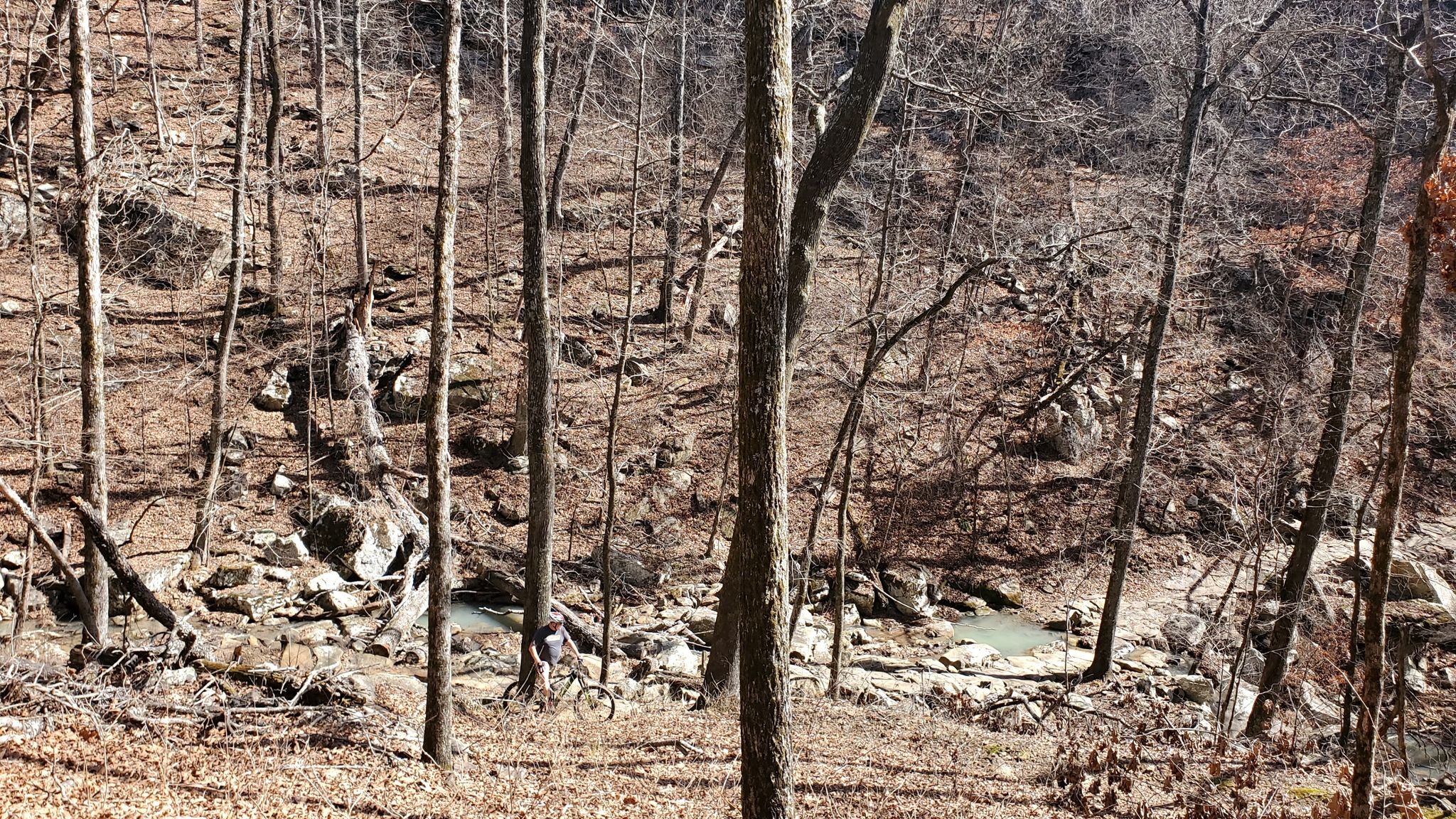 Bare trees line a rocky stream bed in a sunlit, dry forest. - Mount Nebo State Park loop