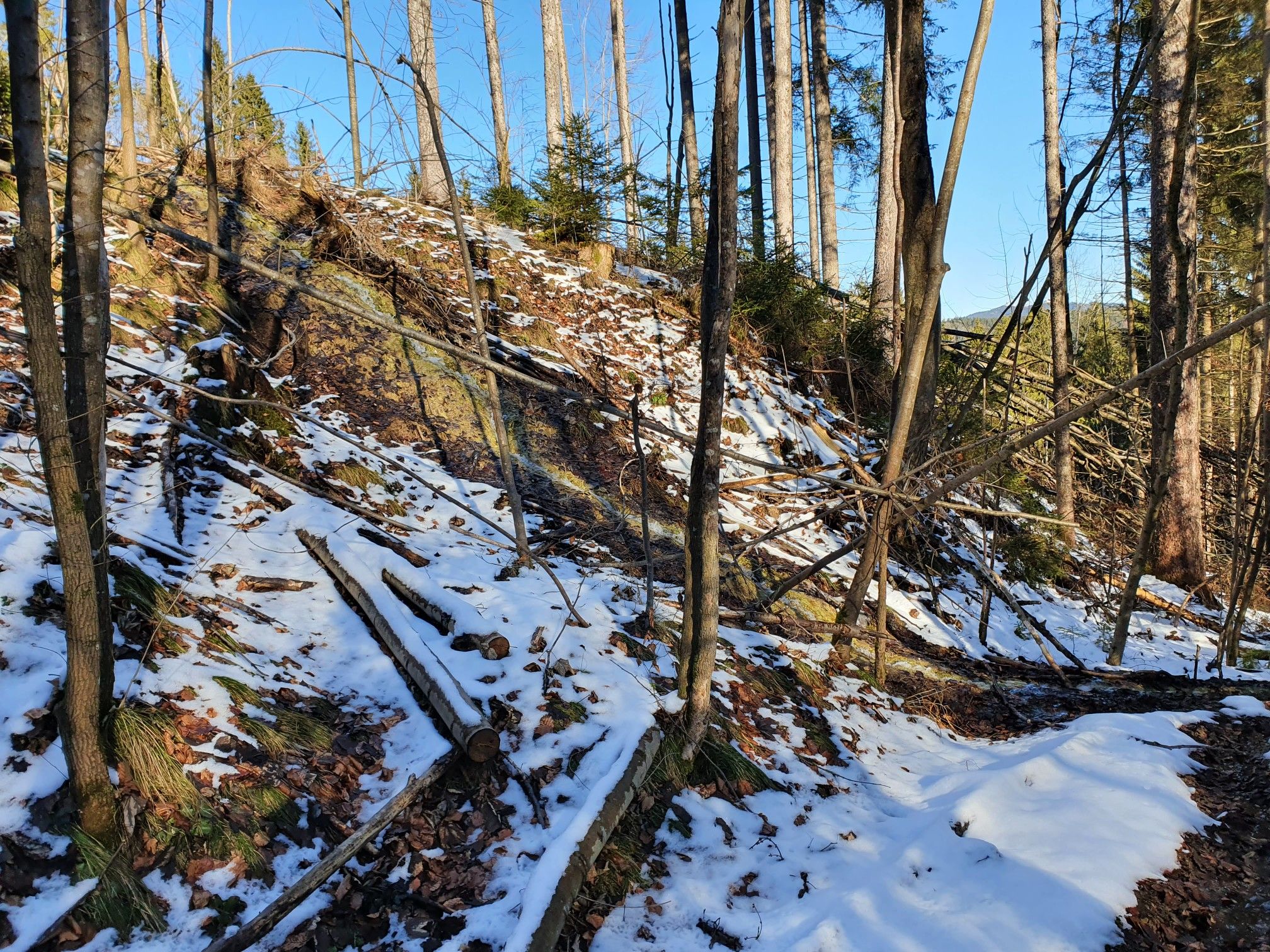 Schmaler Weg durch den Windbruch
