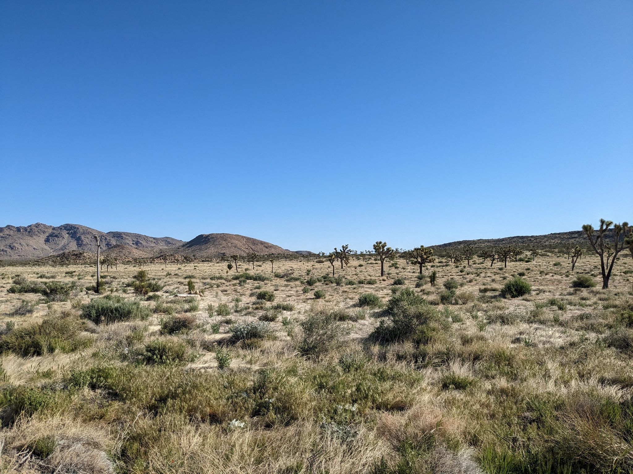 Expansive desert landscape with scattered Joshua trees under a clear blue sky. - Queen Valley Loop