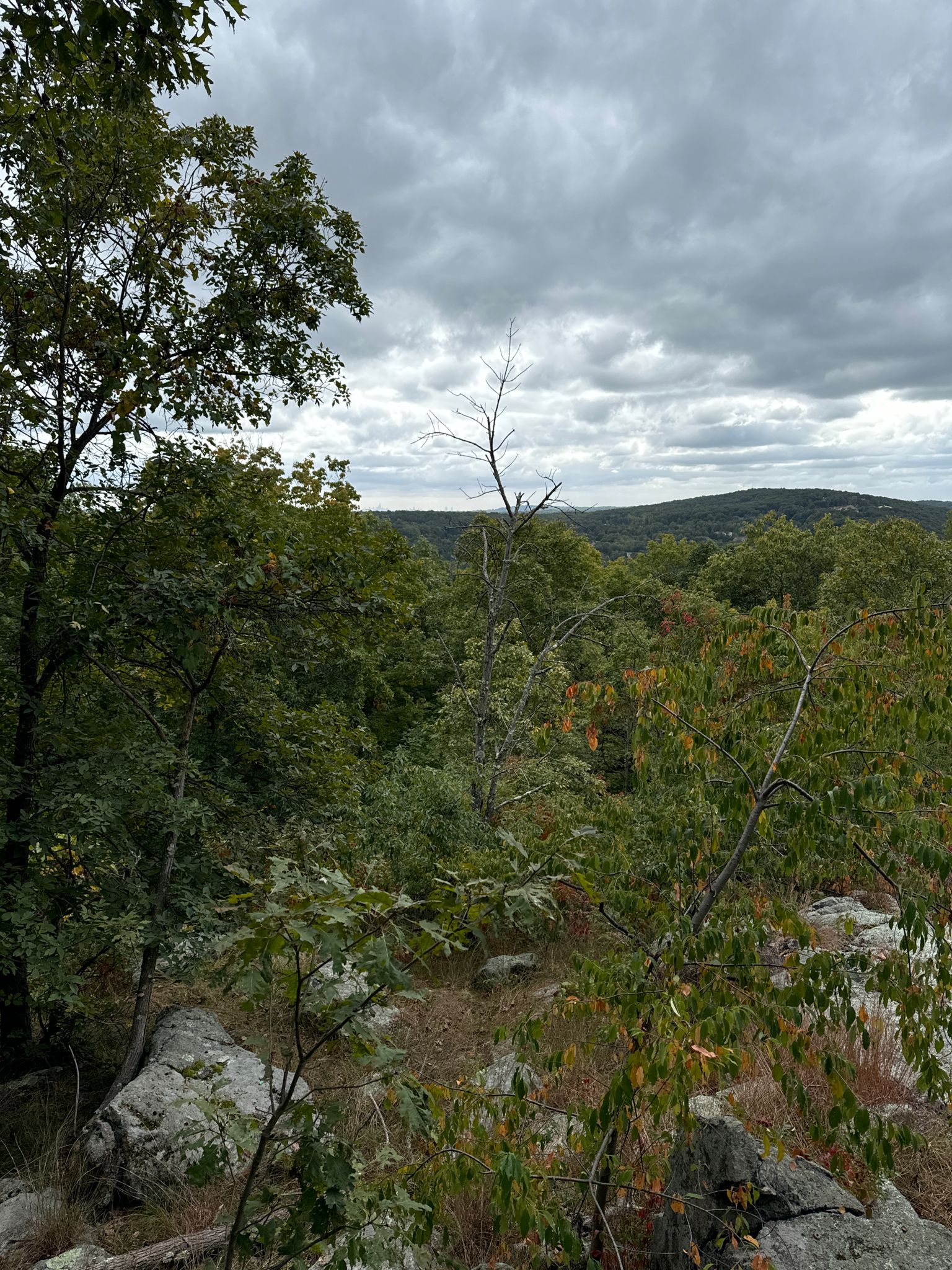 Overcast view of a dense green forest and distant hills from a rocky outcrop. - Vista Loop Trail