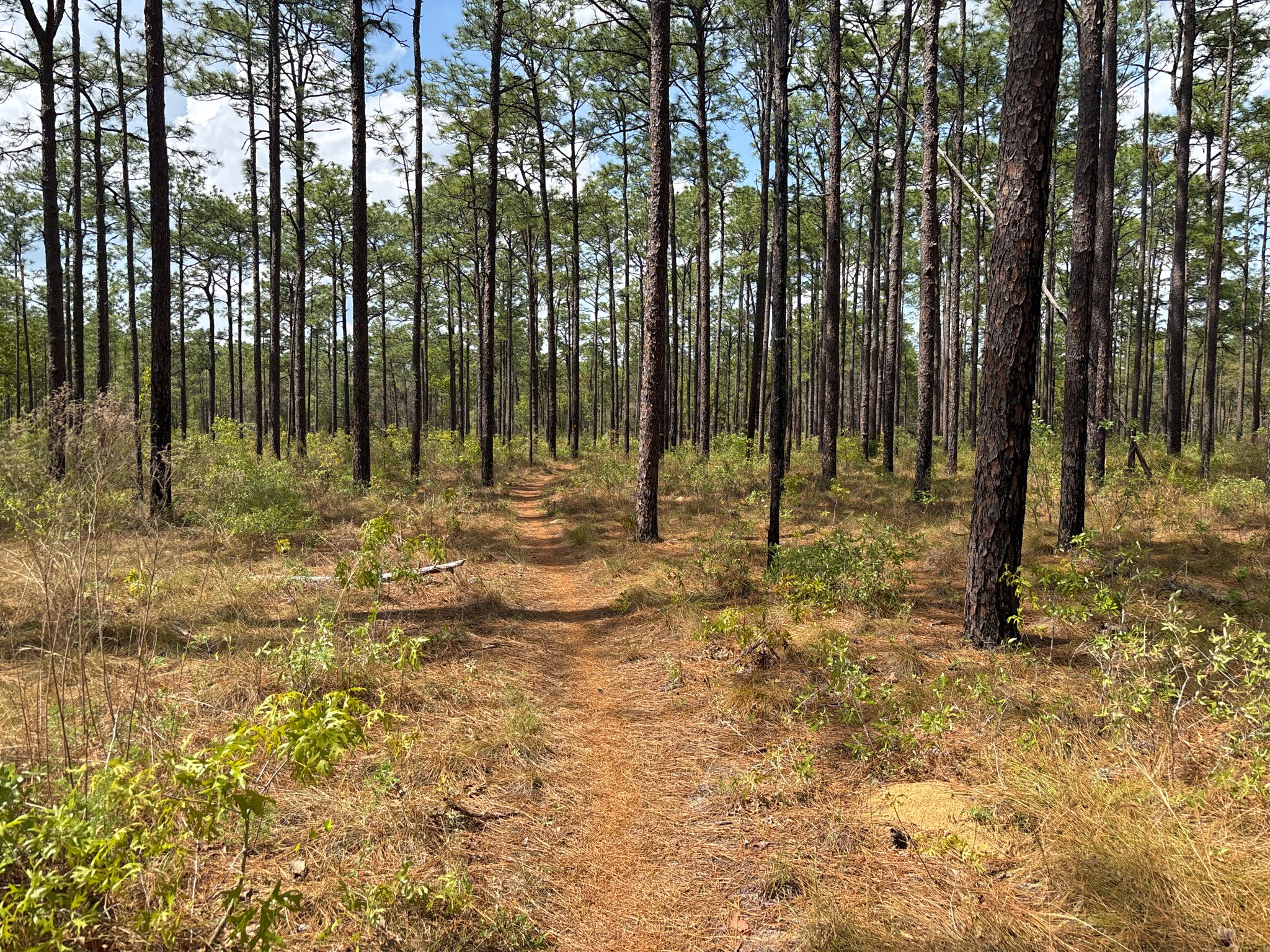 Dirt path winding through a dense, sunlit pine forest with sparse undergrowth. - Paisley Woods Bicycle Trail