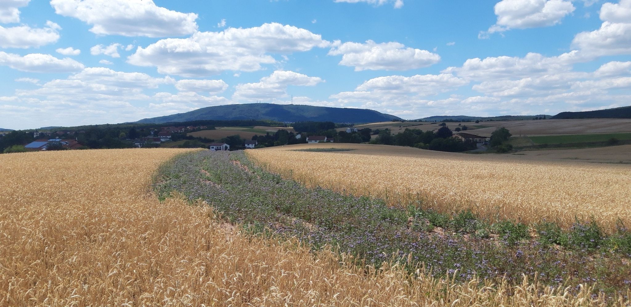 Donnersberg