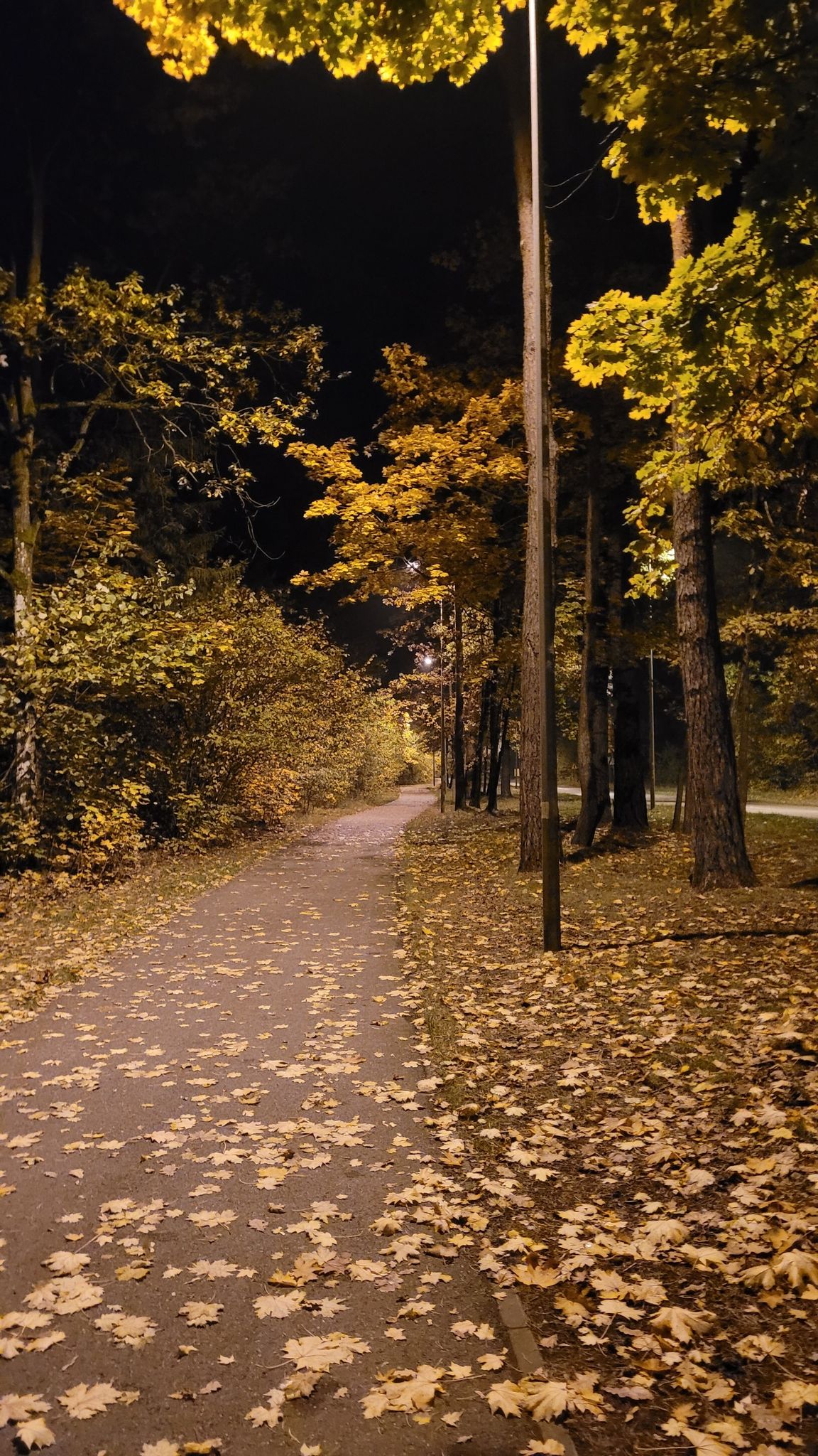 Ścieżka rowerowa Białystok-Hryniewicze, jesienną wieczorową porą.