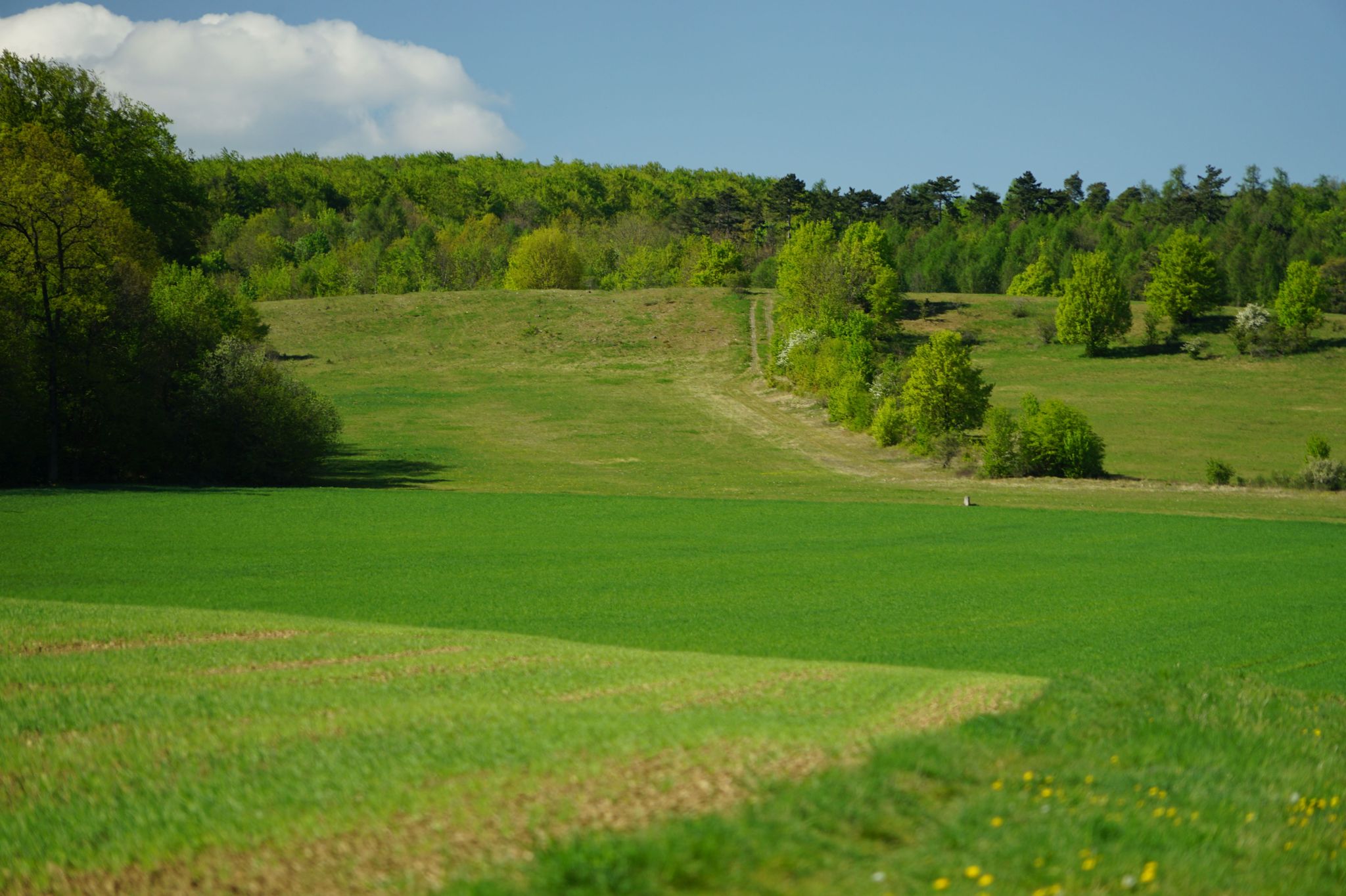 Blick über die alte Grenzschneise zum Kolonnenweg