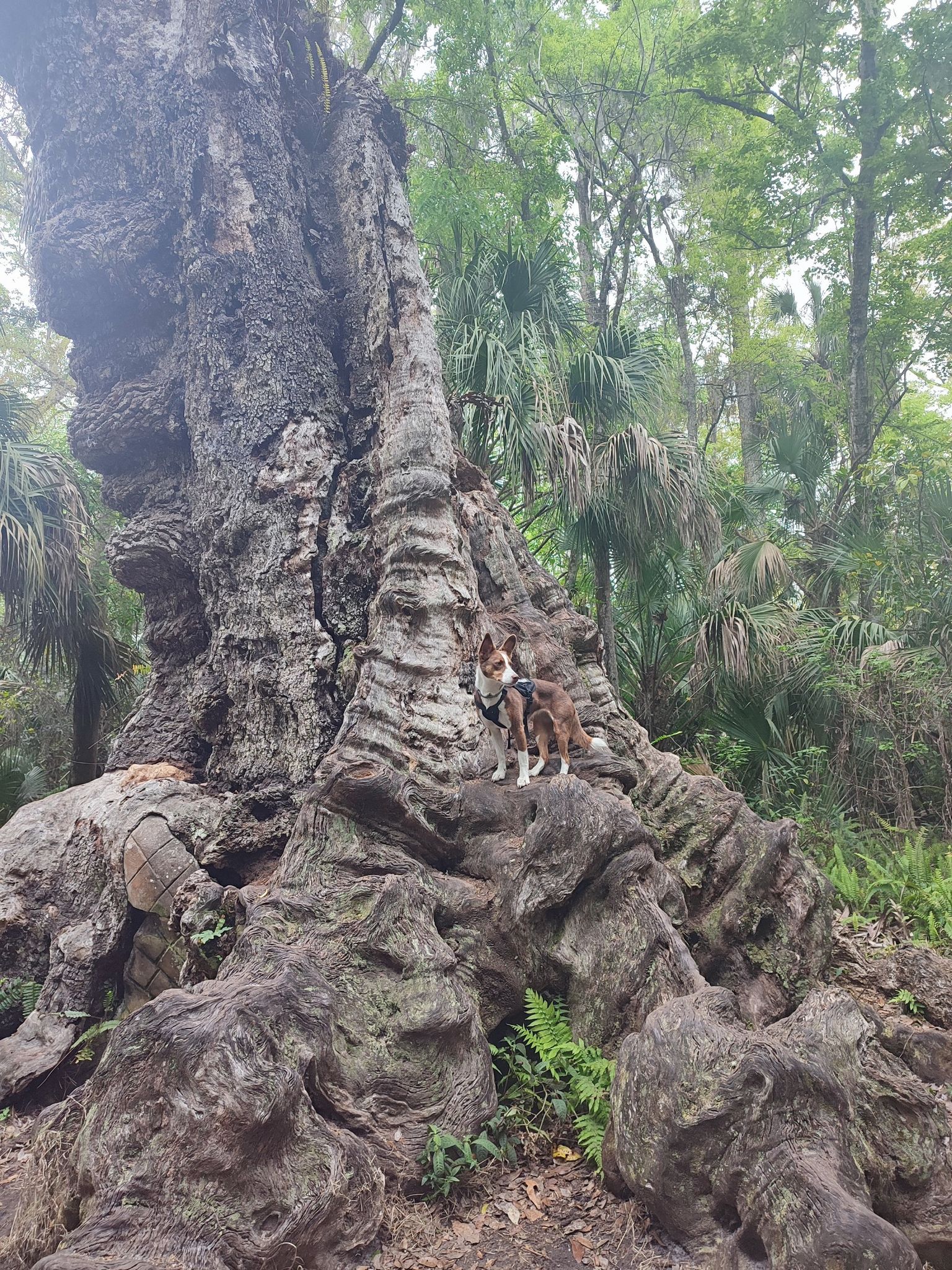A small dog stands on the gnarled roots of a giant tree in a lush forest. - Hickory and Cypress Swamp Trail