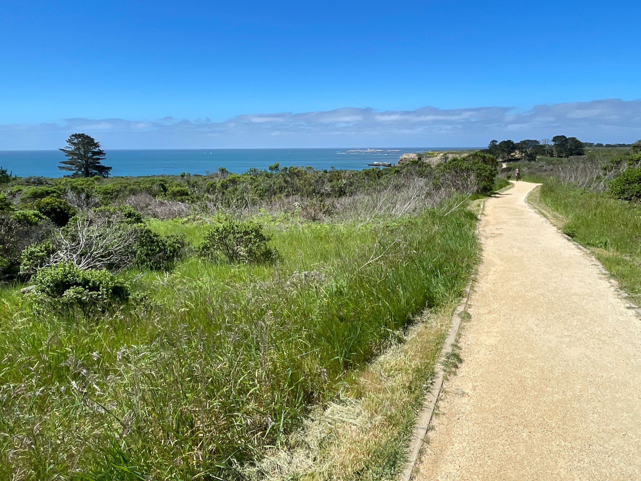 A wide dirt path winding through green coastal vegetation next to the ocean. - Año Nuevo Point Trail