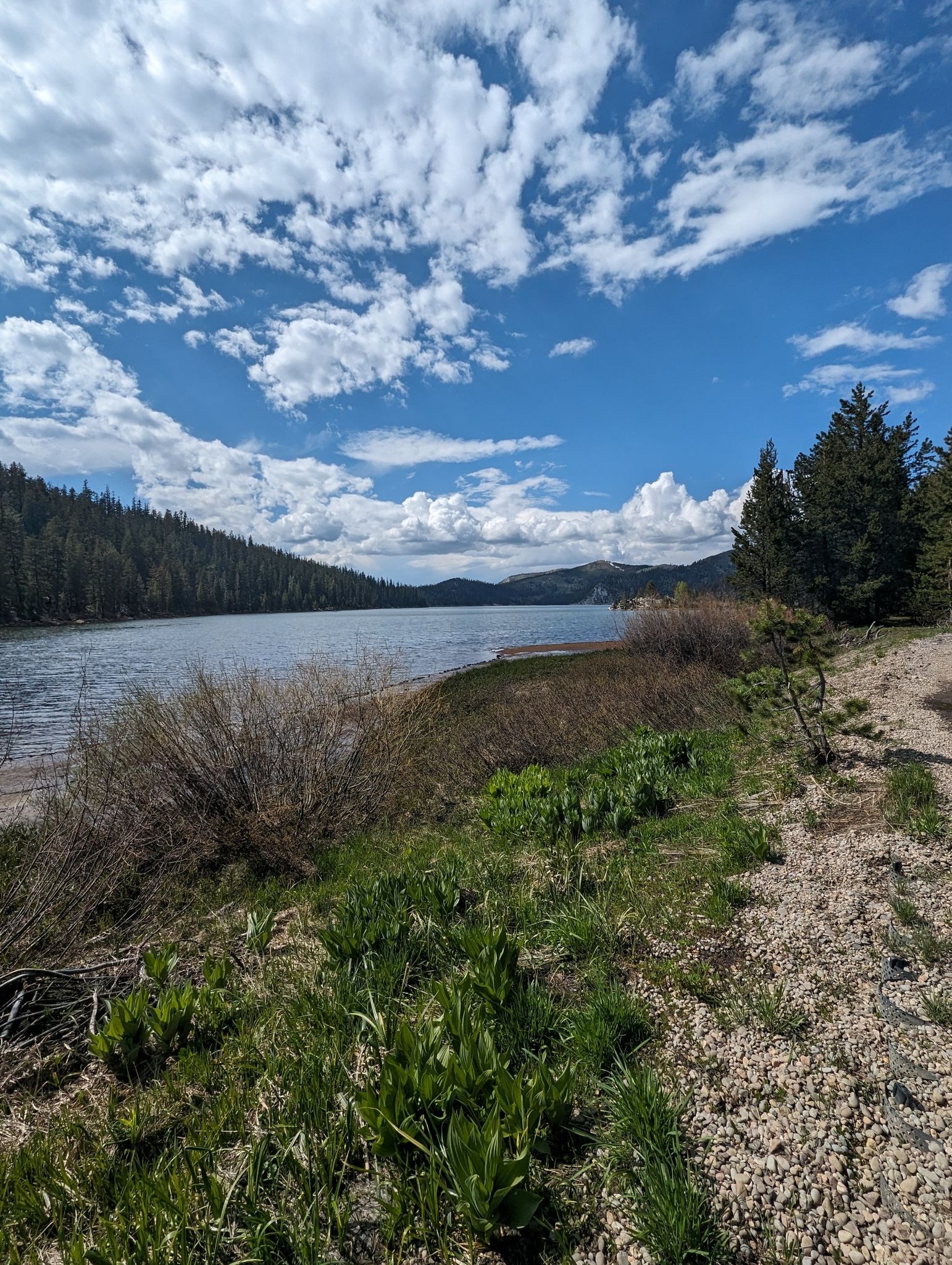 Lakeshore with green plants, forested hills, and a cloudy blue sky. - Marlette Lake Trail