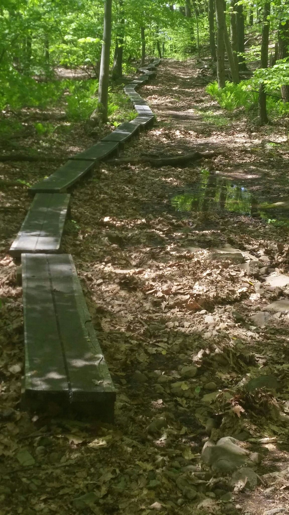 A wooden boardwalk winds through a sun-dappled forest with leafy ground. - Gorge Cascade Falls loop via Red Trail