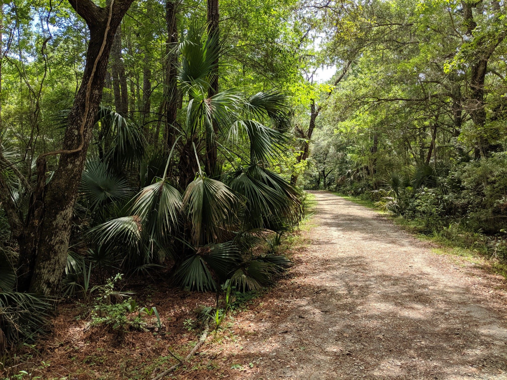 A sun-dappled dirt path winding through a dense forest with palmetto plants. - Laurel Hill County Park loop