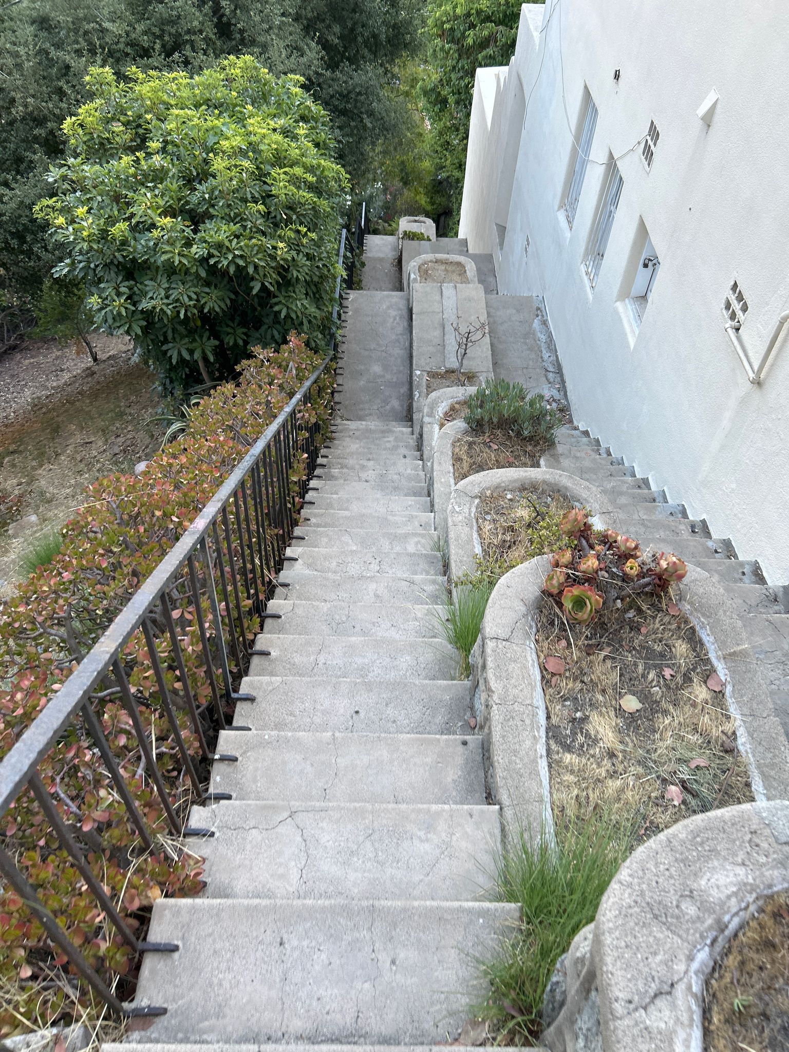 Concrete outdoor staircase descending beside a white building and green trees. - Beachwood Canyon Stairs