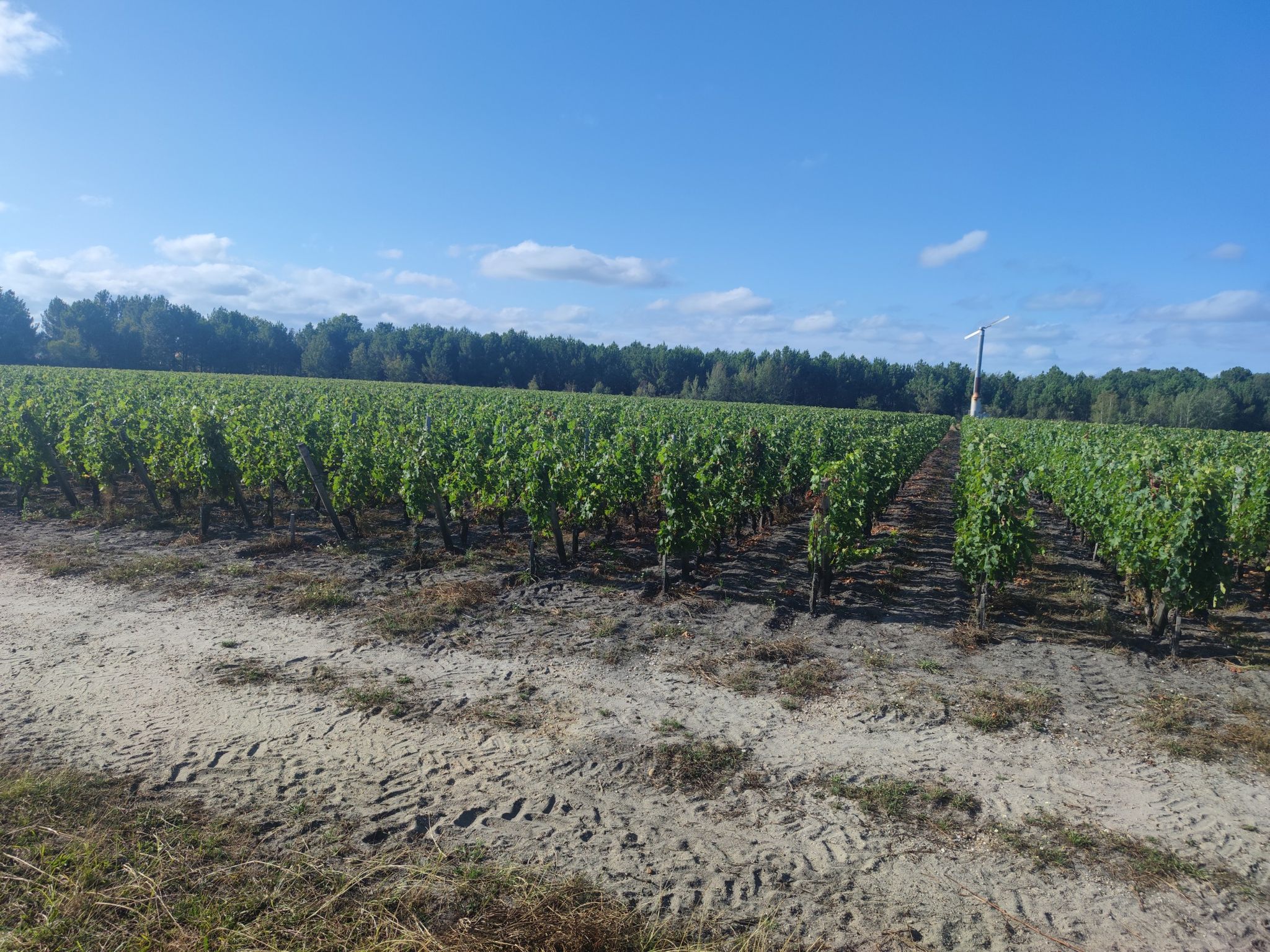 vignes de Pessac Léognan