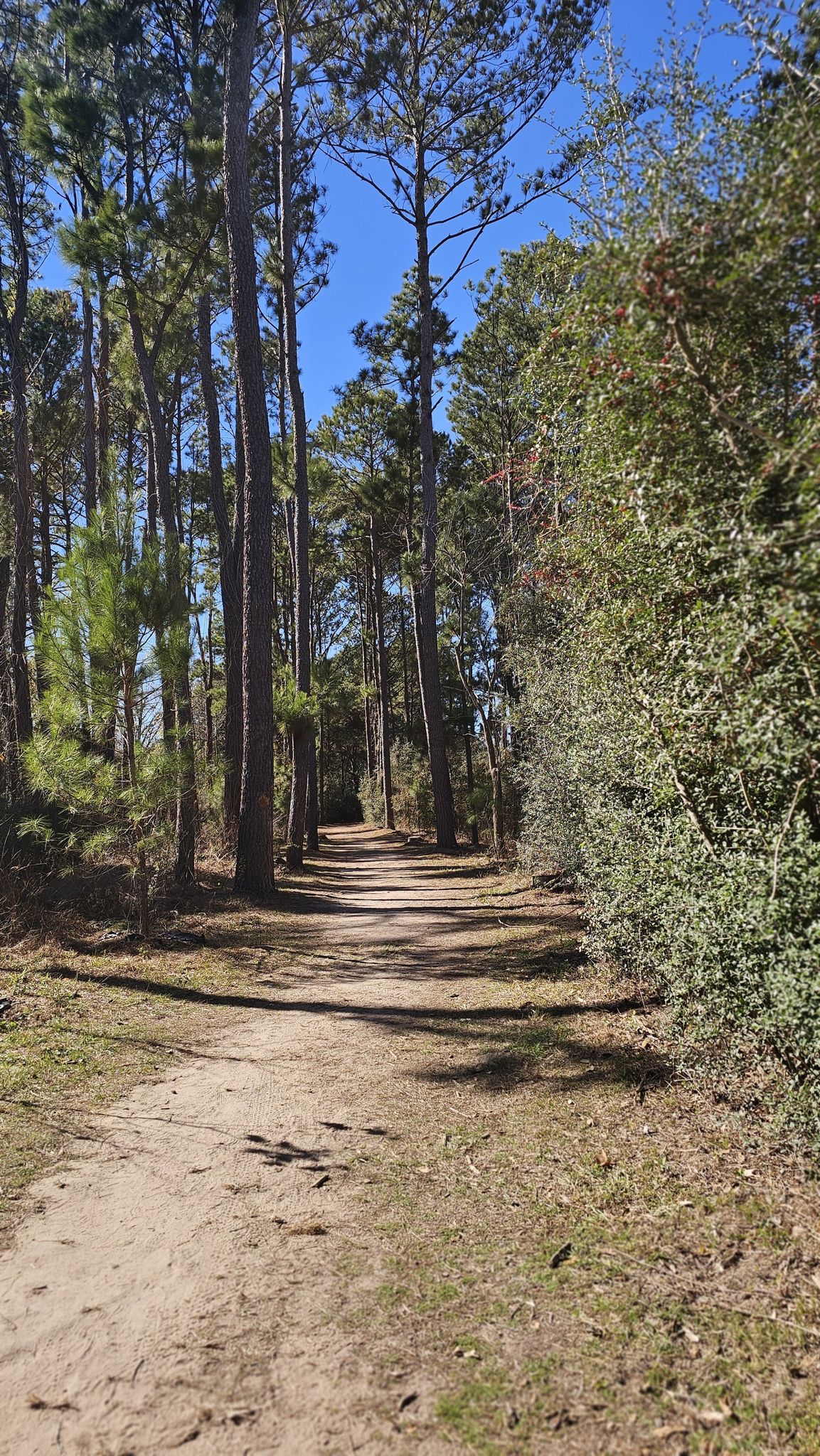 A sunlit dirt path winds through a tall pine forest. - Cullinan Three Sisters Trail
