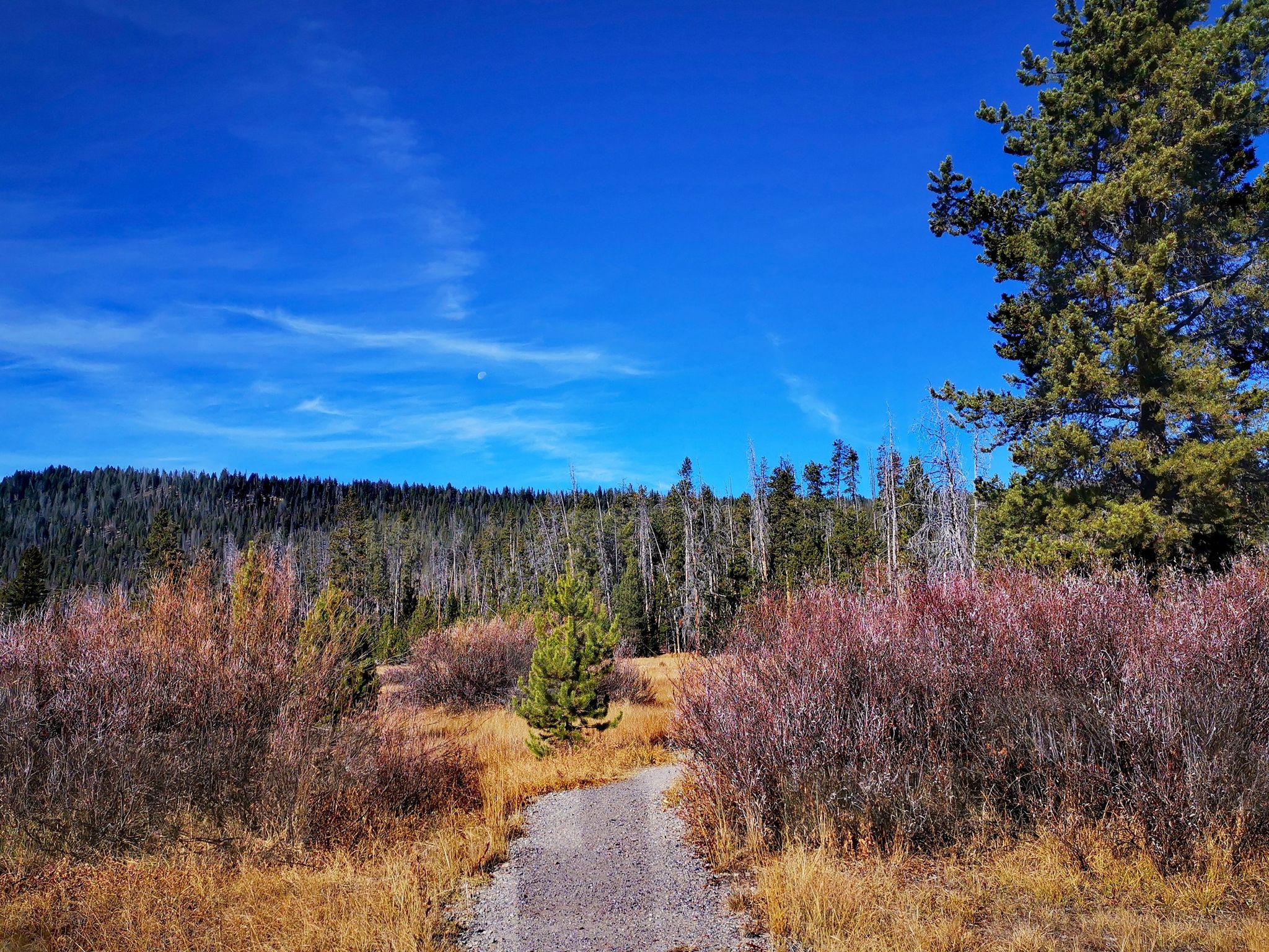 A dirt path through colorful shrubs and distant forest under a bright blue sky. - Iron Creek-Stanley Lake Trail