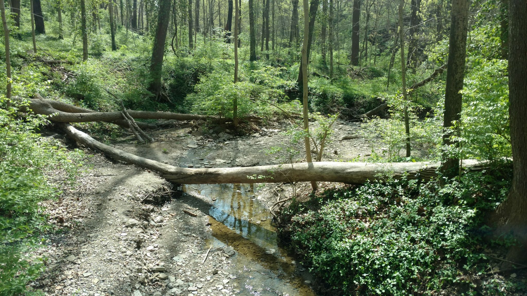 Fallen trees bridge a rocky stream in a sunlit, green forest. - Caldwell Nature Preserve Trail