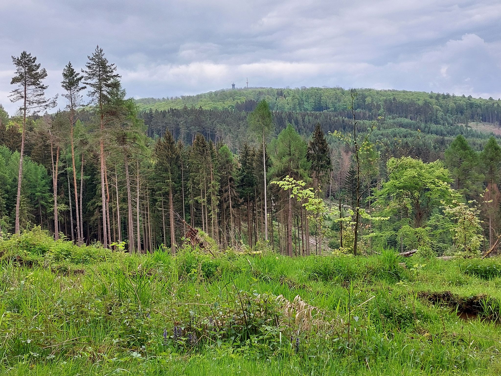 Blick zum Pleß