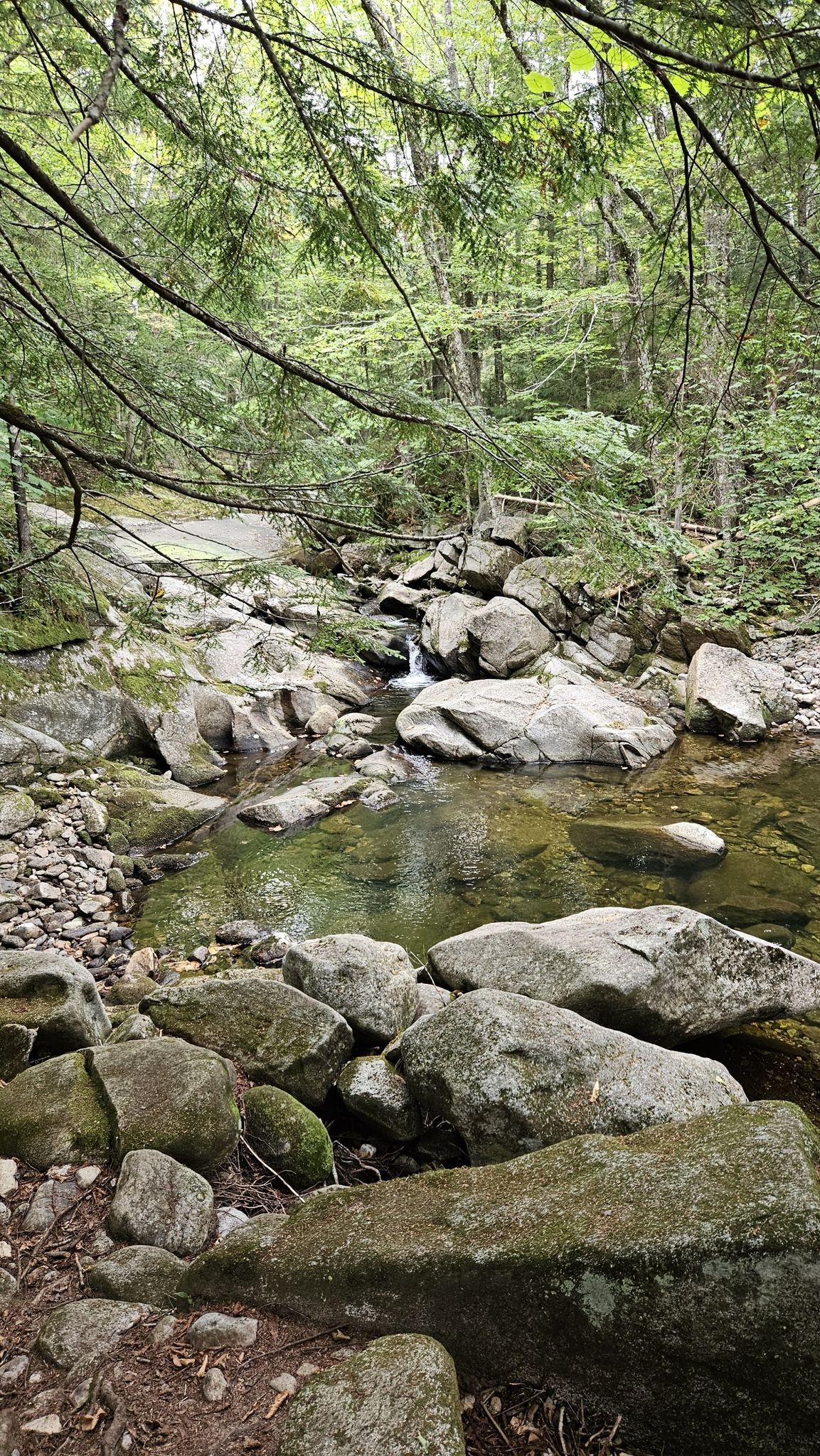 A rocky stream flows through a lush green forest with clear water. - Brook Trail