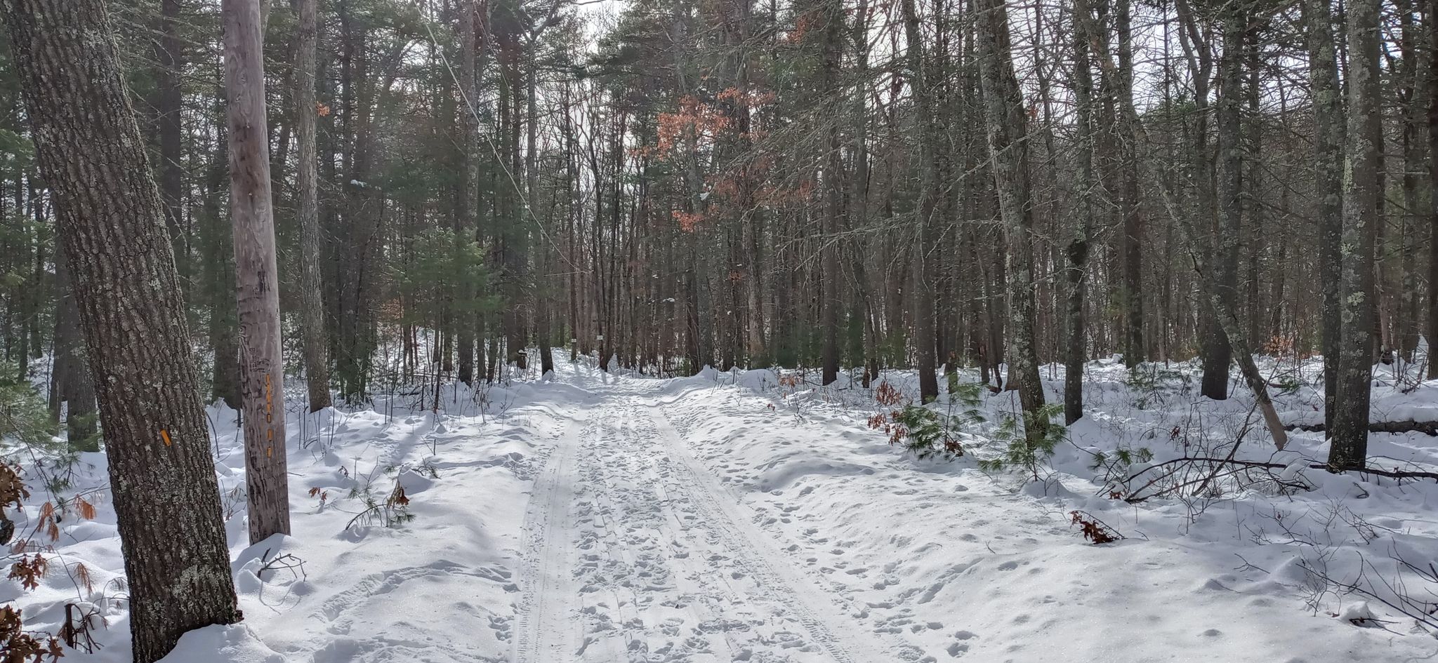 Snow-covered path winding through a dense winter forest on a bright day. - Foxboro Harold B. Clark Town Forest Loop