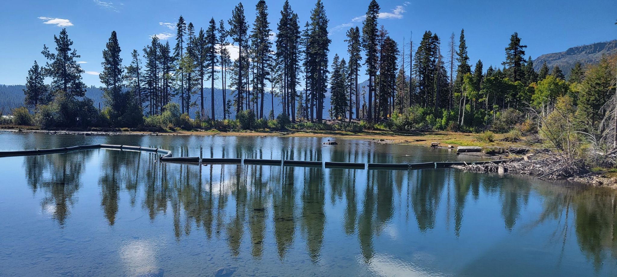 Calm lake reflecting tall pine trees under a bright blue sky. - Taylor Creek Loop