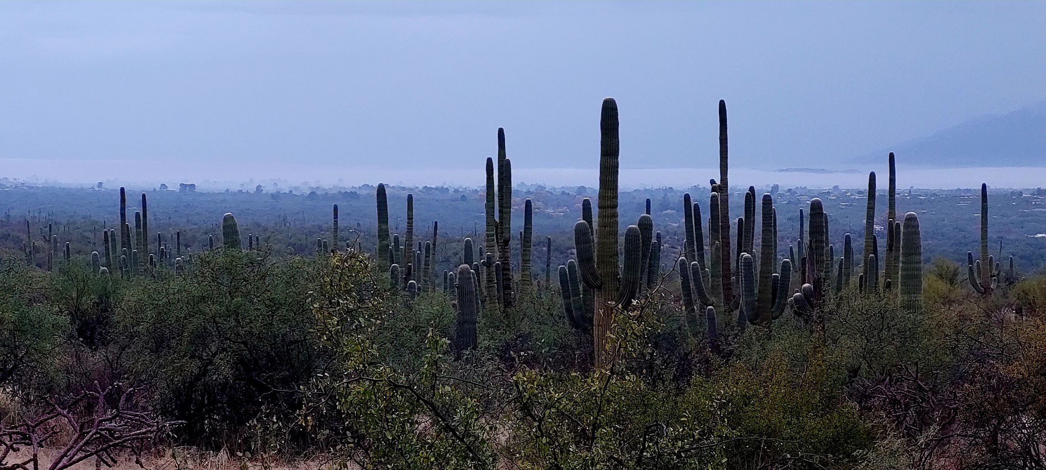Desert landscape with many saguaro cacti under a hazy, overcast sky. - Douglas Spring, Converse, Garwood and Wildhorse Loop