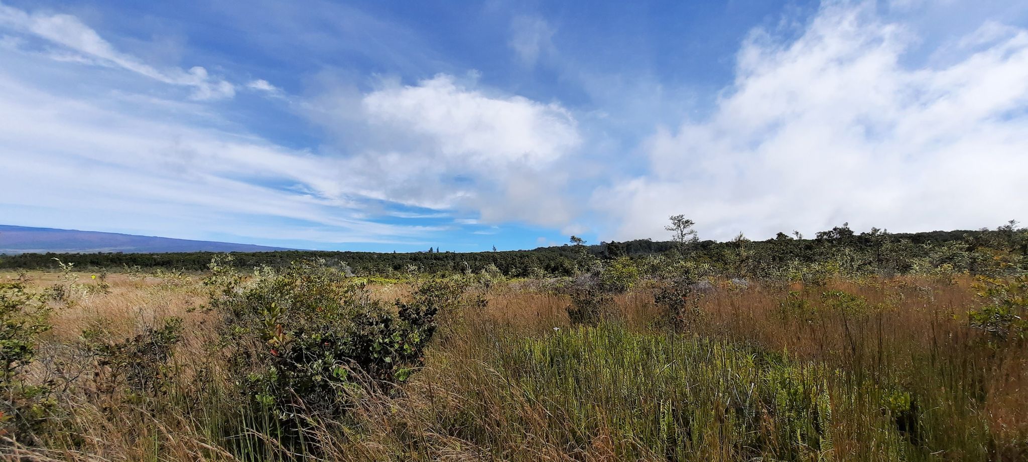Wide open grassy field with distant trees and a bright blue sky with clouds. - Volcano House Hotel – Kīlauea Visitor Center loop from Kīlauea Iki