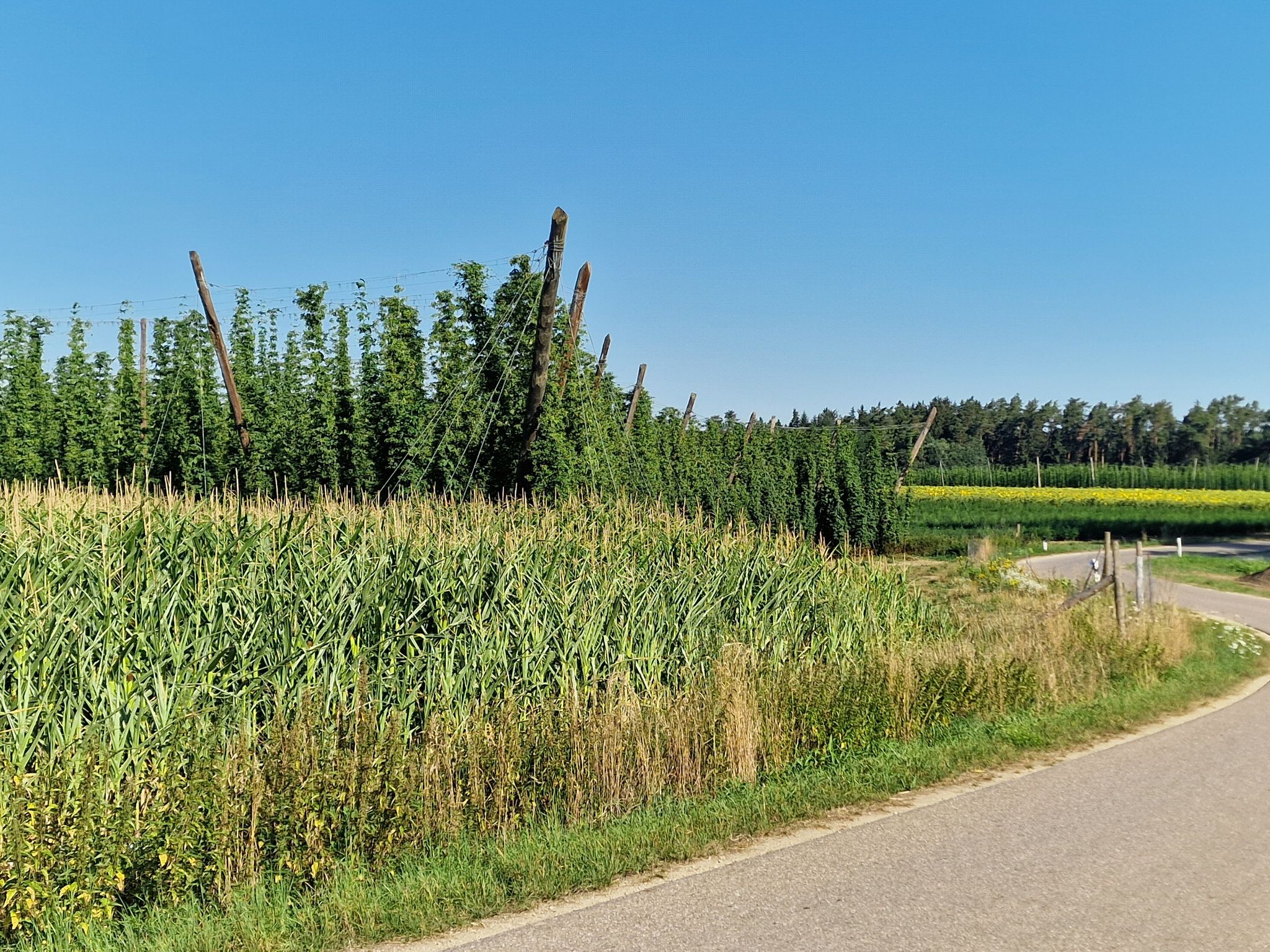 MaisHopfenSonnenblumen