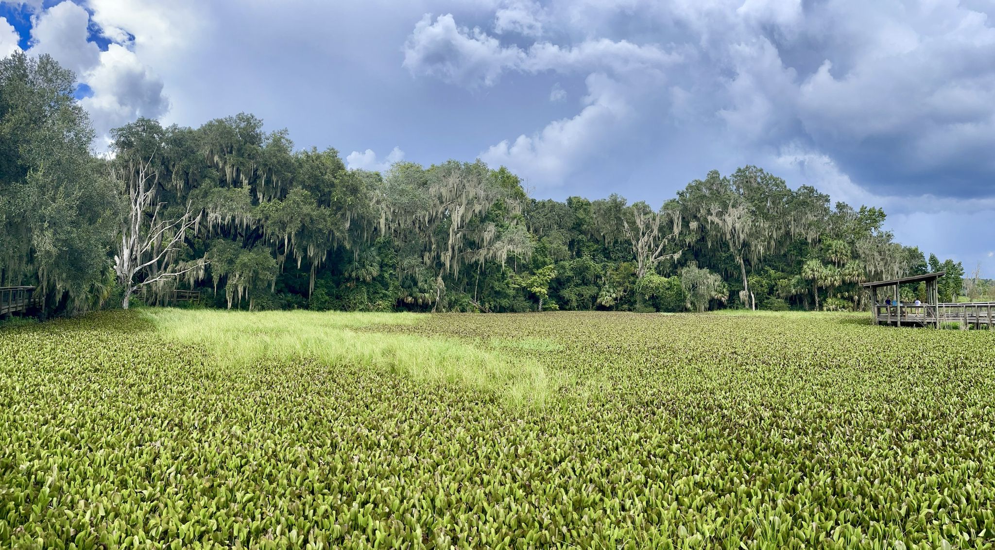 A vast green marshland under a cloudy sky, bordered by moss-draped trees and a distant shelter. - Downtown Connector Rail Trail – Depot Park loop from Gainesville