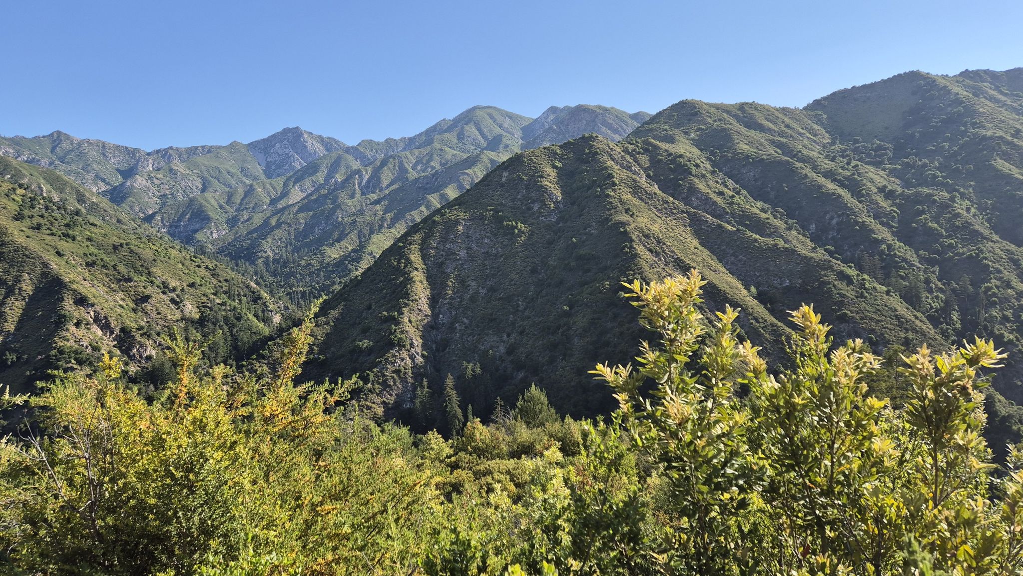 Expansive view of green, rugged mountains under a bright blue sky with foreground shrubs. - Pine Ridge Trail