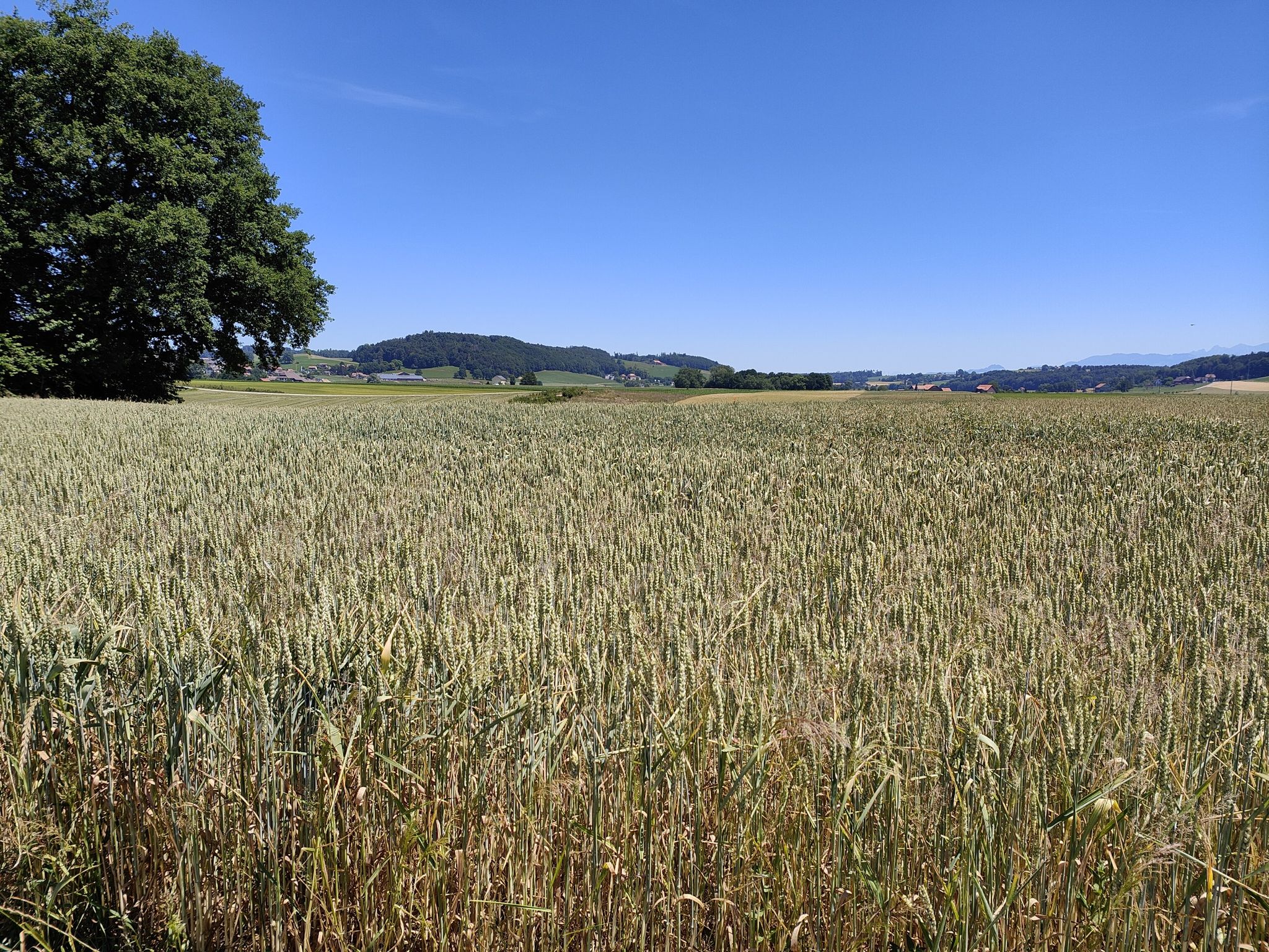 campagne Près-Noréaz