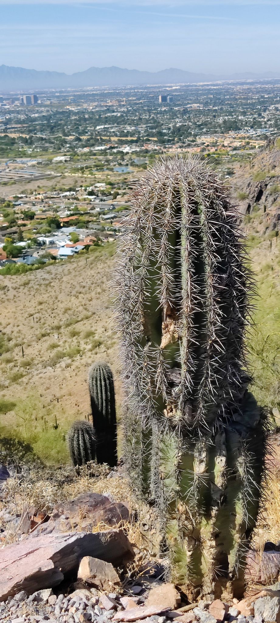 Close-up of a large spiky cactus with a city and desert hills beyond. - Freedom Trail 302