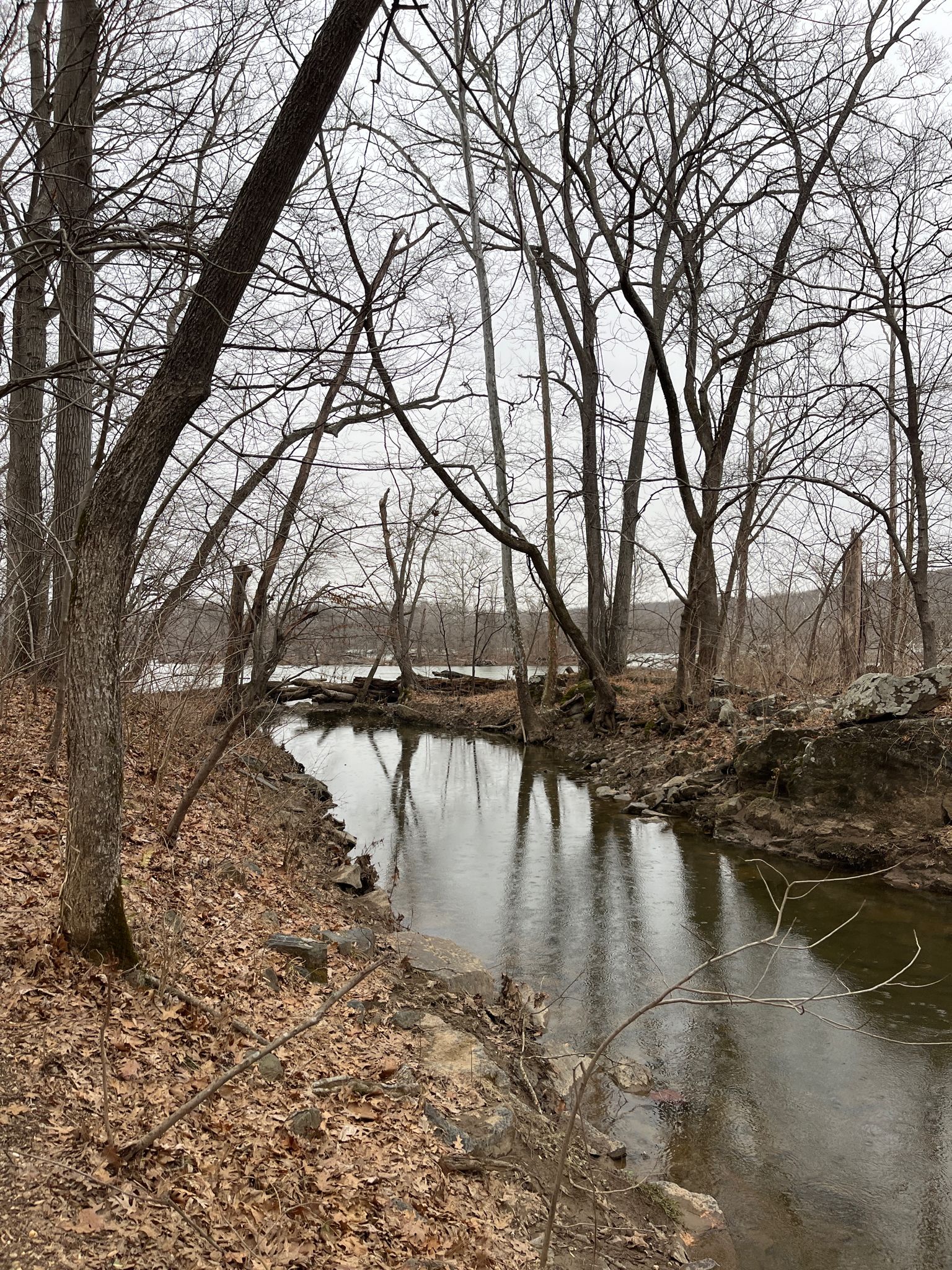 Calm stream reflecting bare winter trees, surrounded by fallen brown leaves. - Potomac Canal Ruins – Great Falls loop from Riverbend Park
