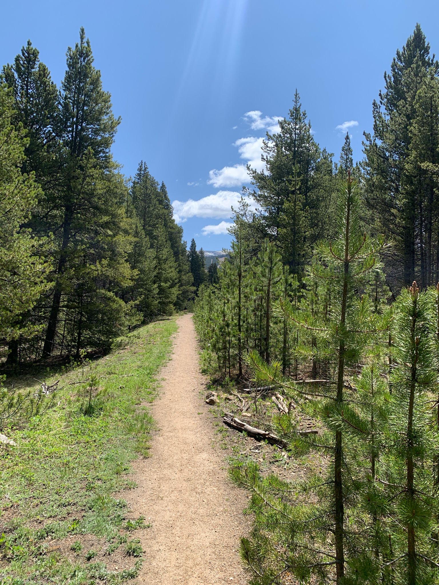 A sunny dirt path winds through a dense pine forest under a blue sky. - Vance's Cabin