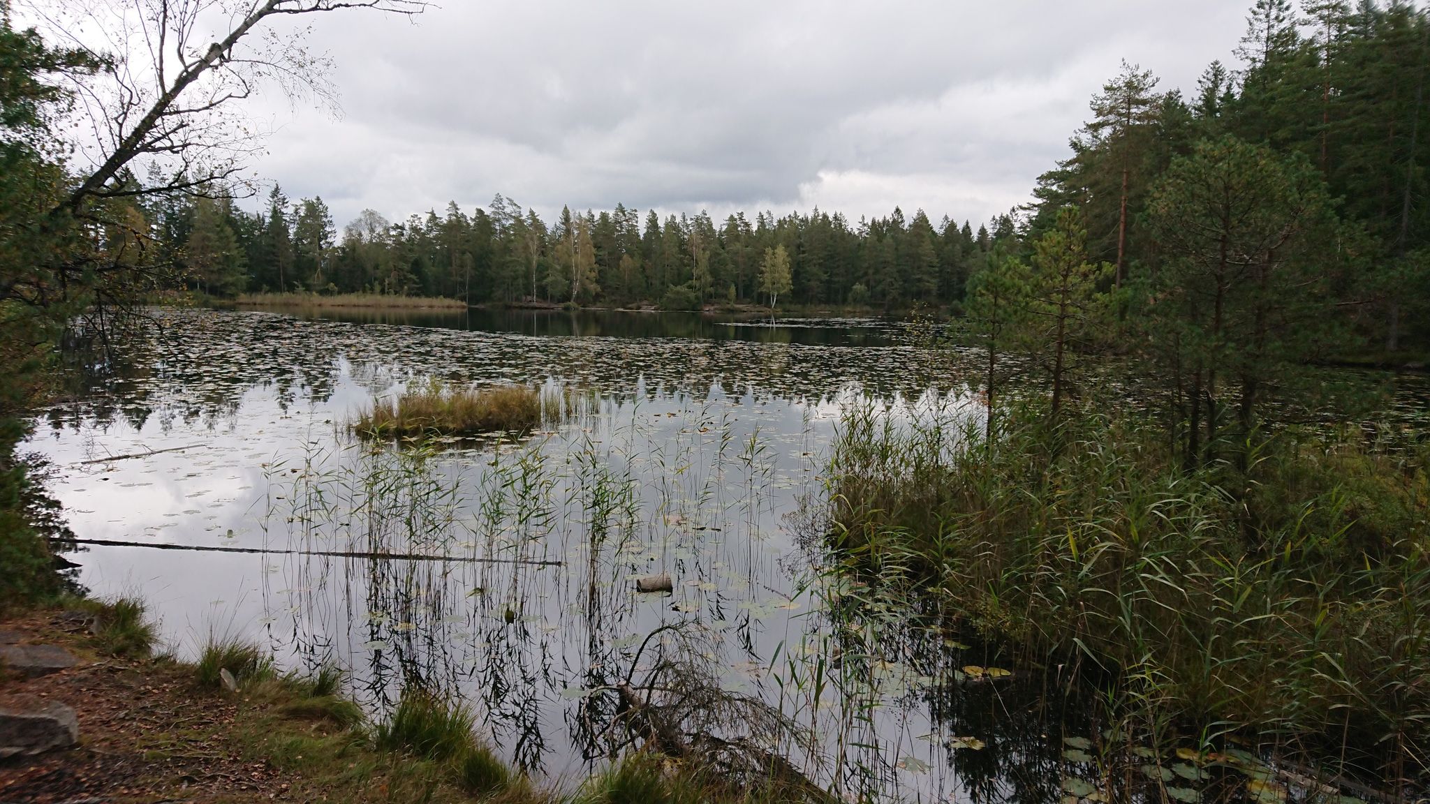 Hvitsteintjenn