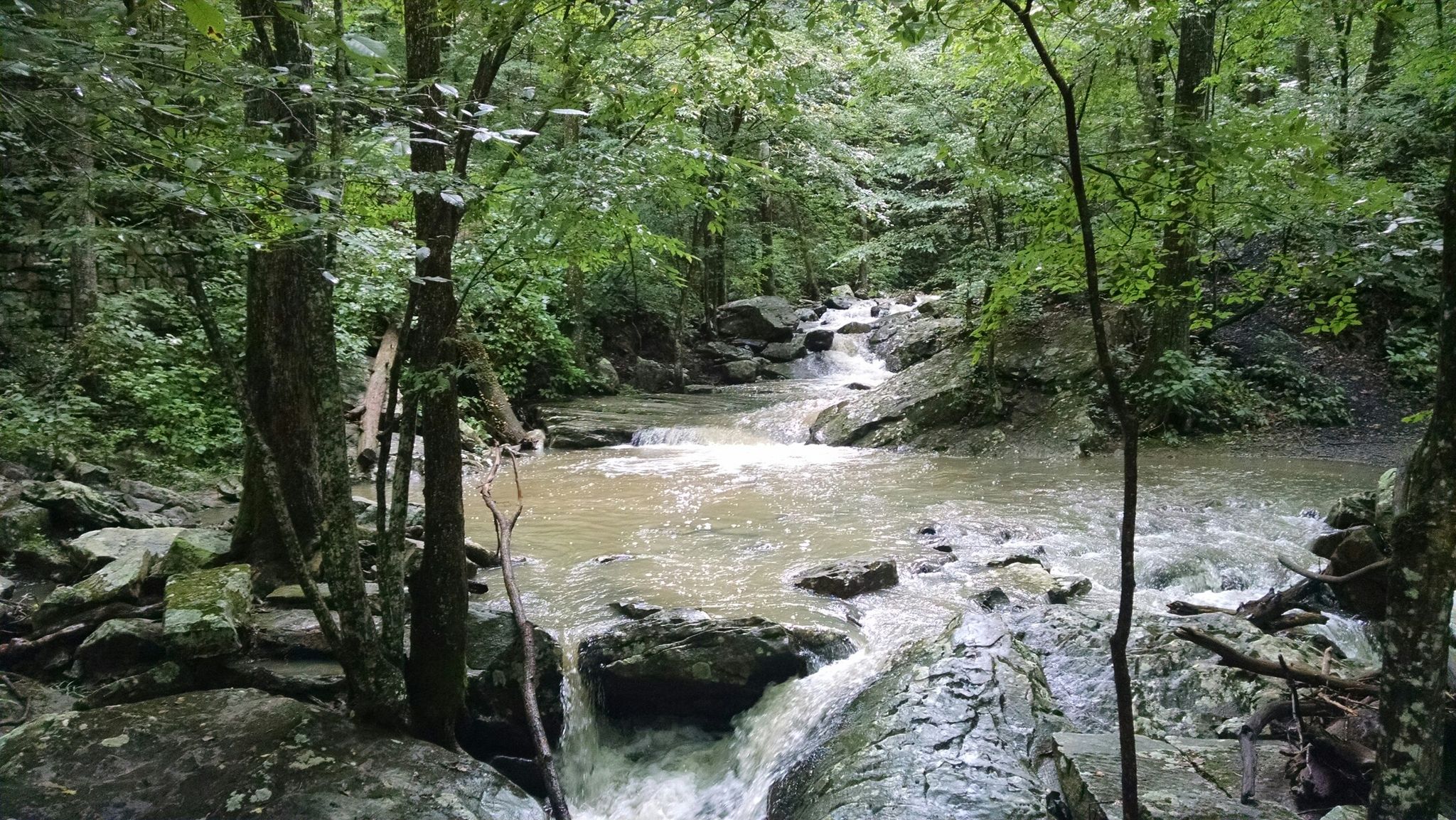 A rocky stream flows through a dense, green forest on an overcast day. - Laurel Falls Trail