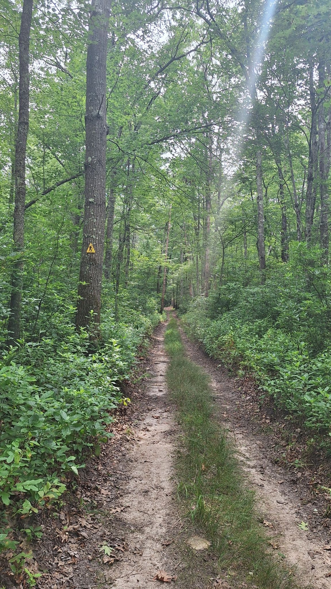 Narrow dirt path winding through a dense, sunlit green forest. - Douglas State Forest – Tri-State-Marker Loop