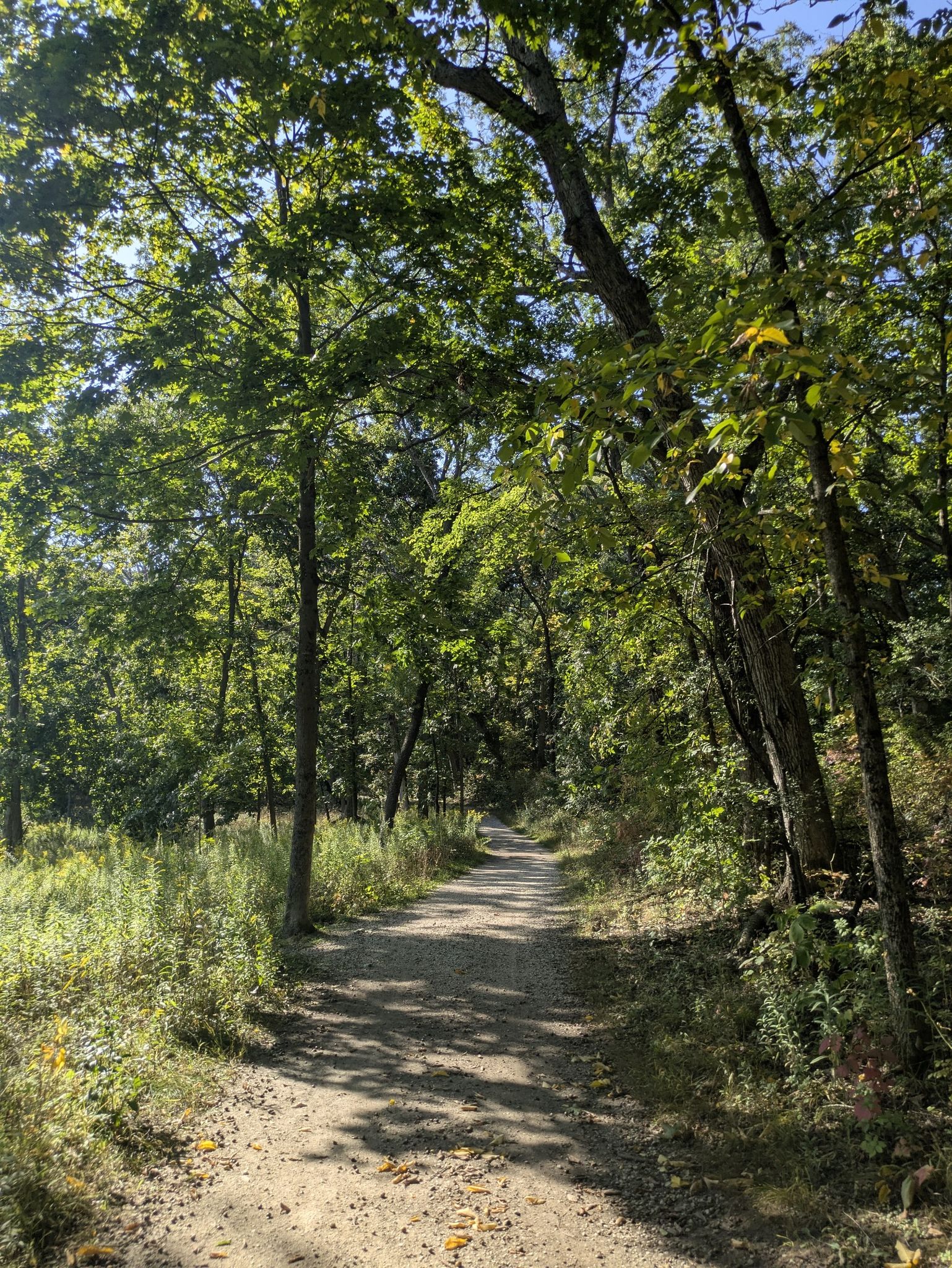 Sunlit dirt path winding through a vibrant green forest on a bright day. - Yellow Trail Loop