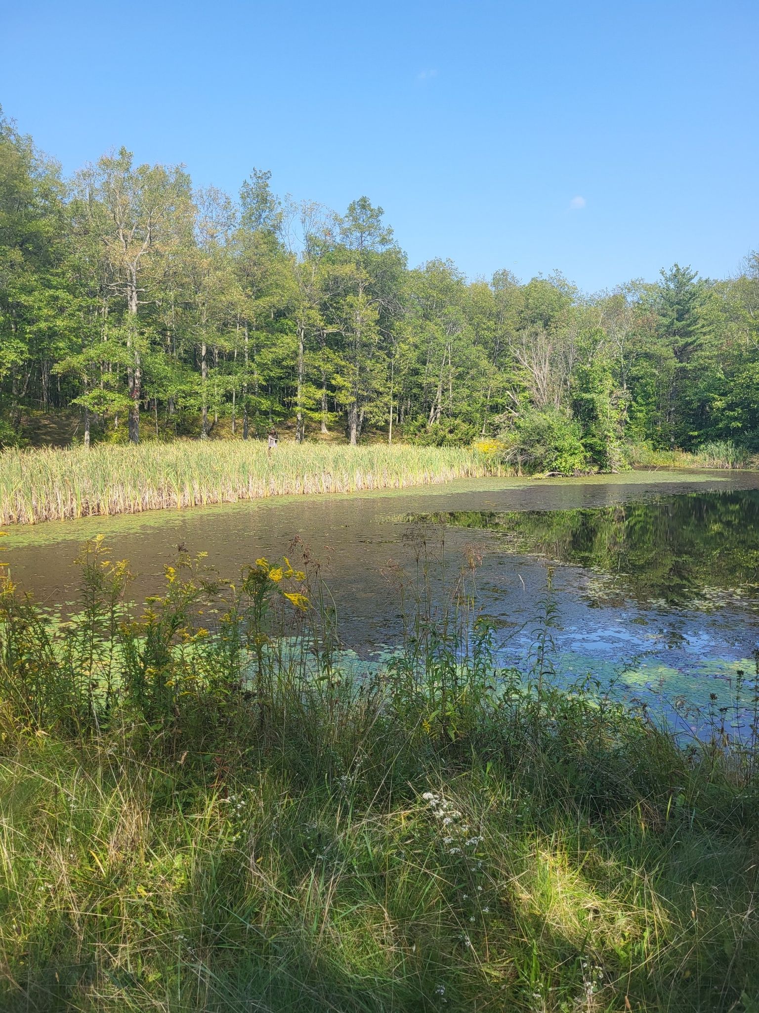A pond with reeds and lily pads, bordered by green trees under a clear sky. - Steege Hill Nature Preserve loop from Steege Hill Nature Preserve