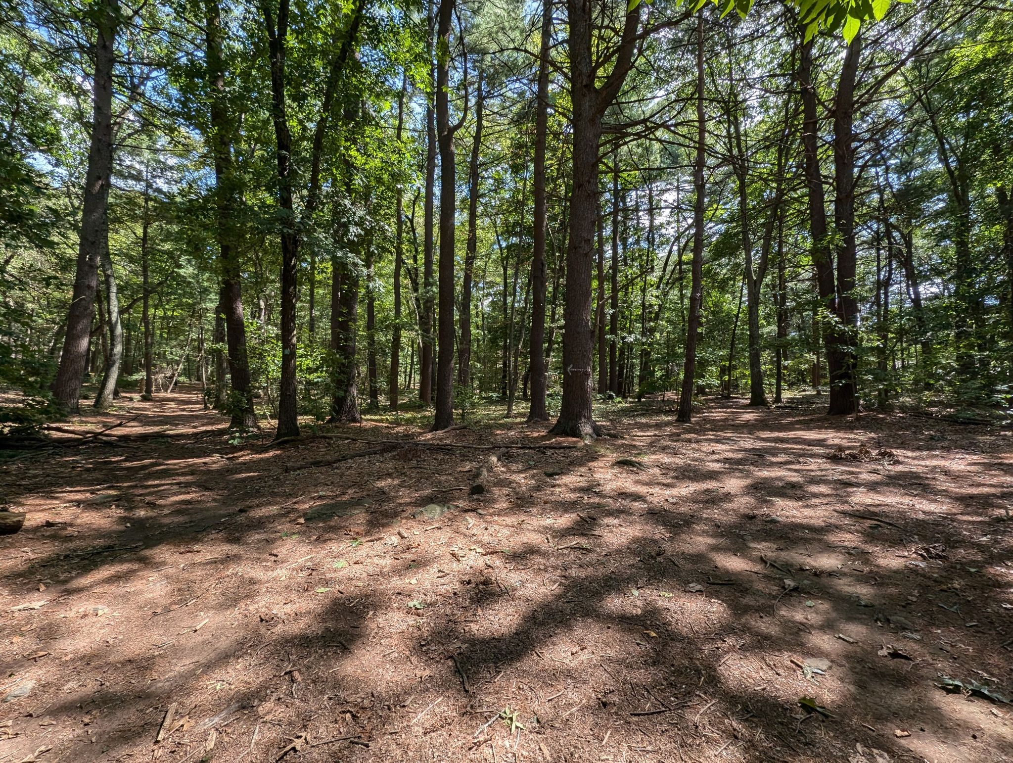 Dappled sunlight on a forest floor surrounded by tall trees. - Western Greenway Loop