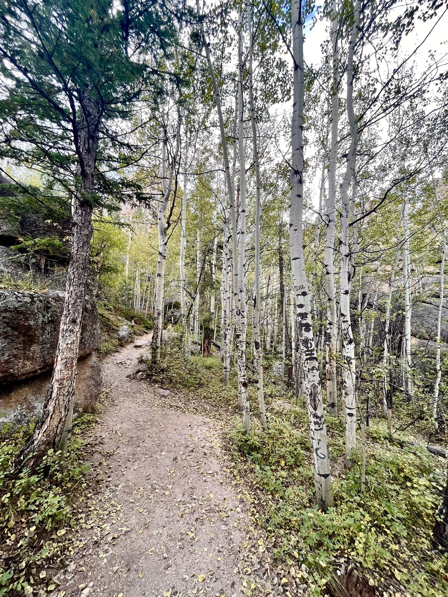 Dirt path winding through a sunlit forest of aspen and pine trees. - Batman/Checkerboard Rock Climbing Access Trail